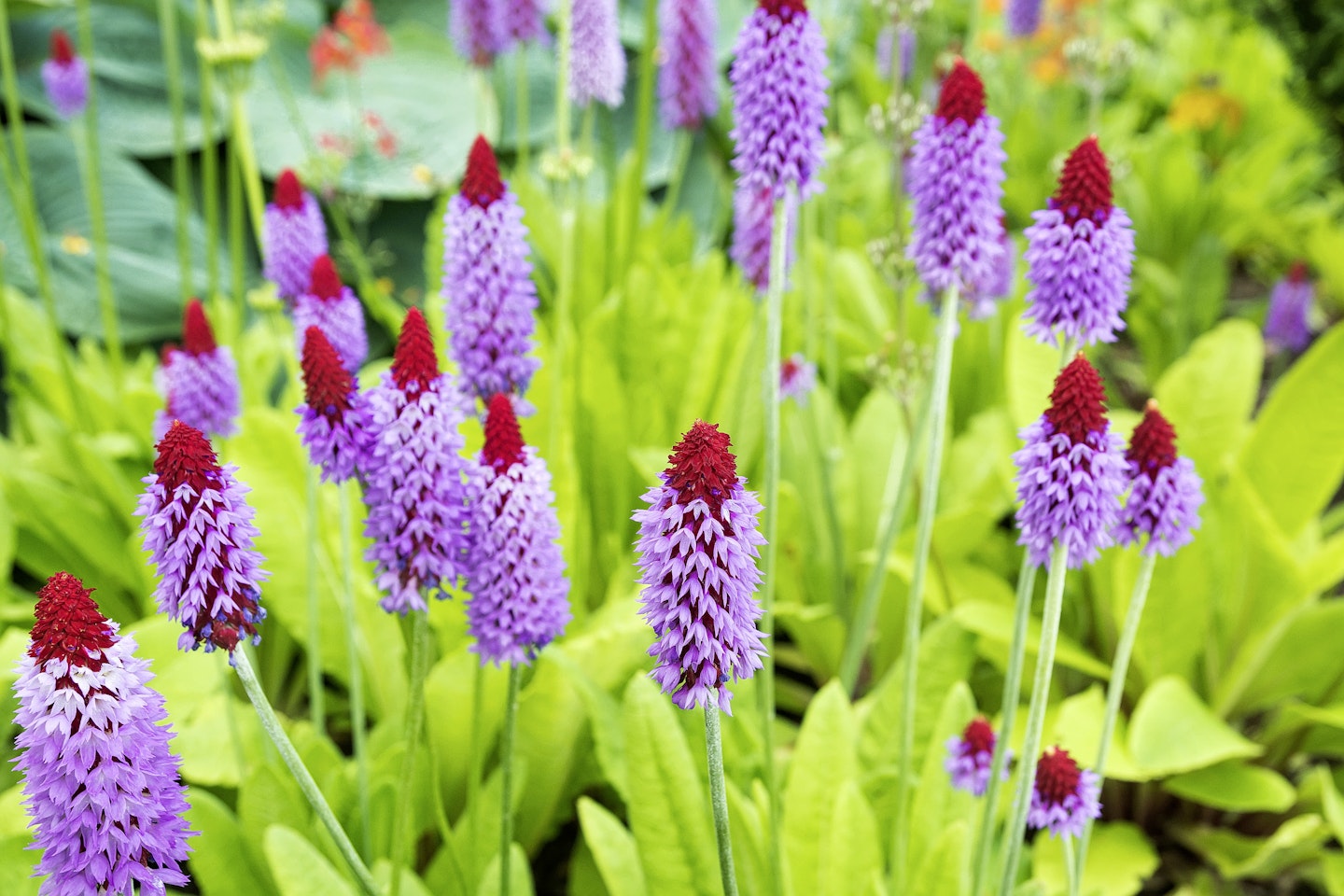 Primula vialii