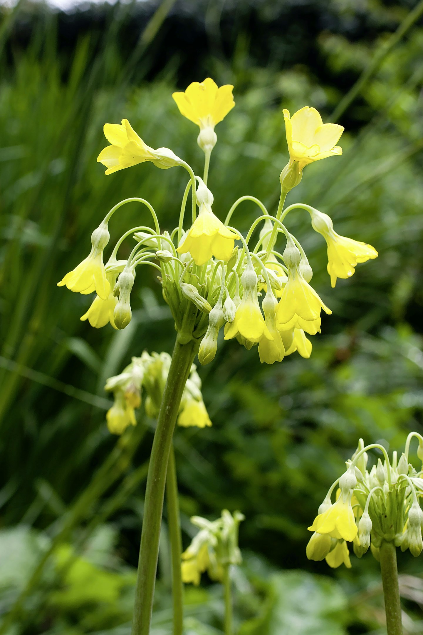 Primula florindae