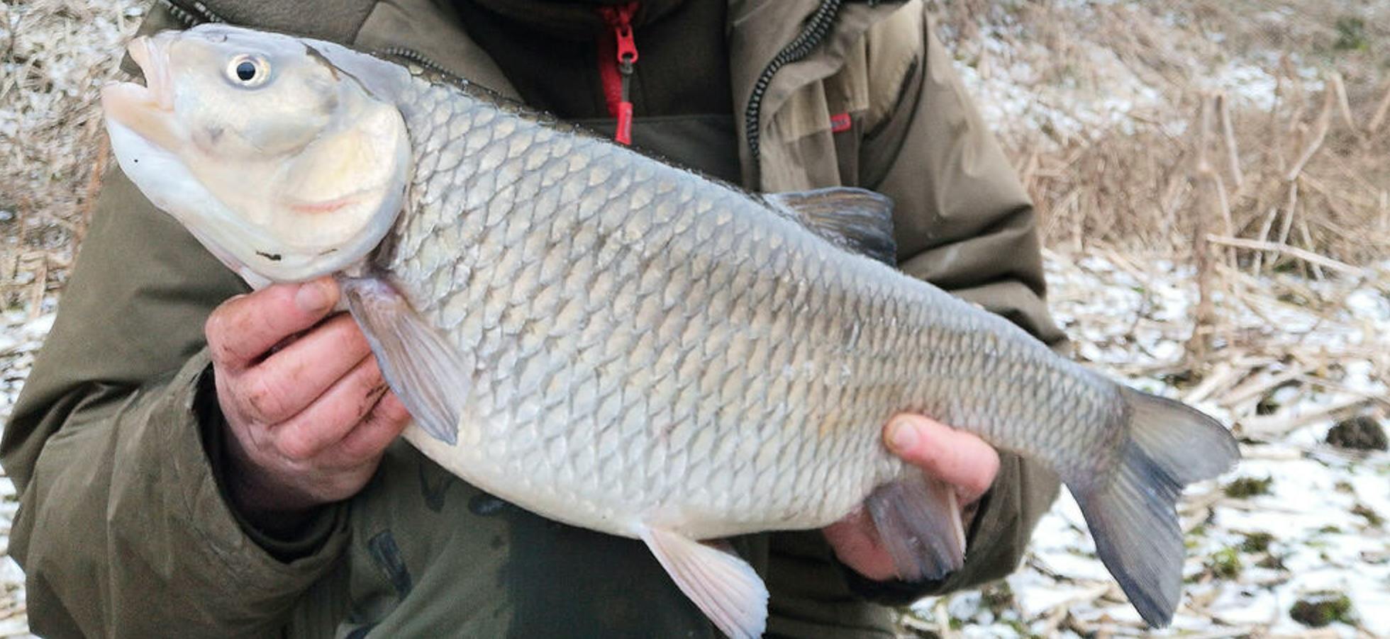 John Clark – 7lb 1oz chub