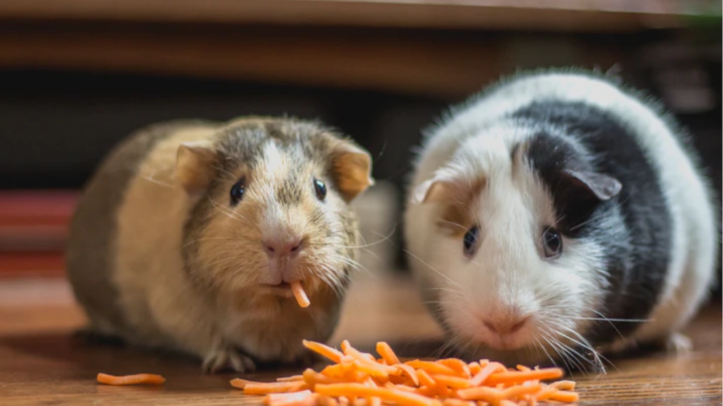 Guinea pigs eating the best guinea pig food 