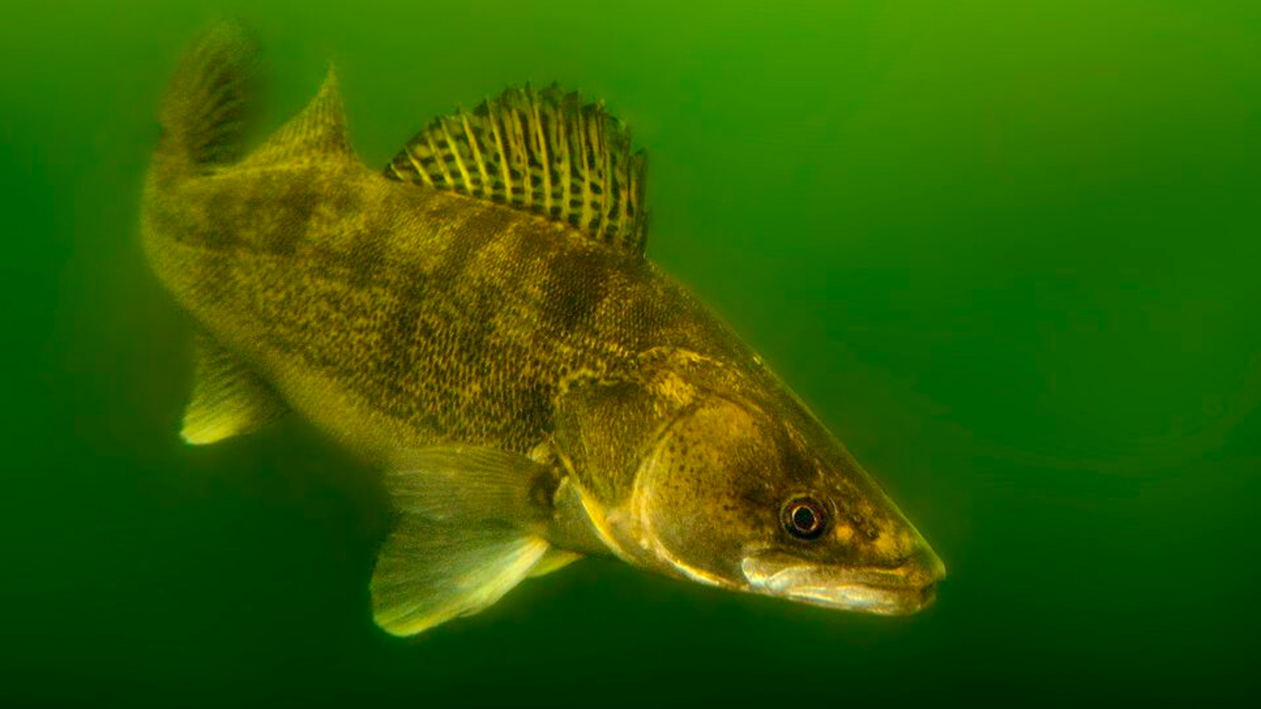 Canal protection zone plan