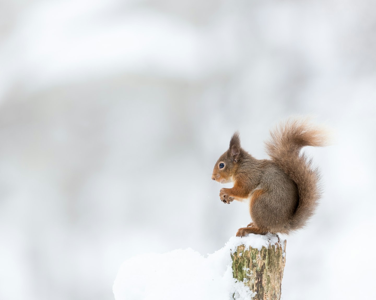 red squirrel snow scene