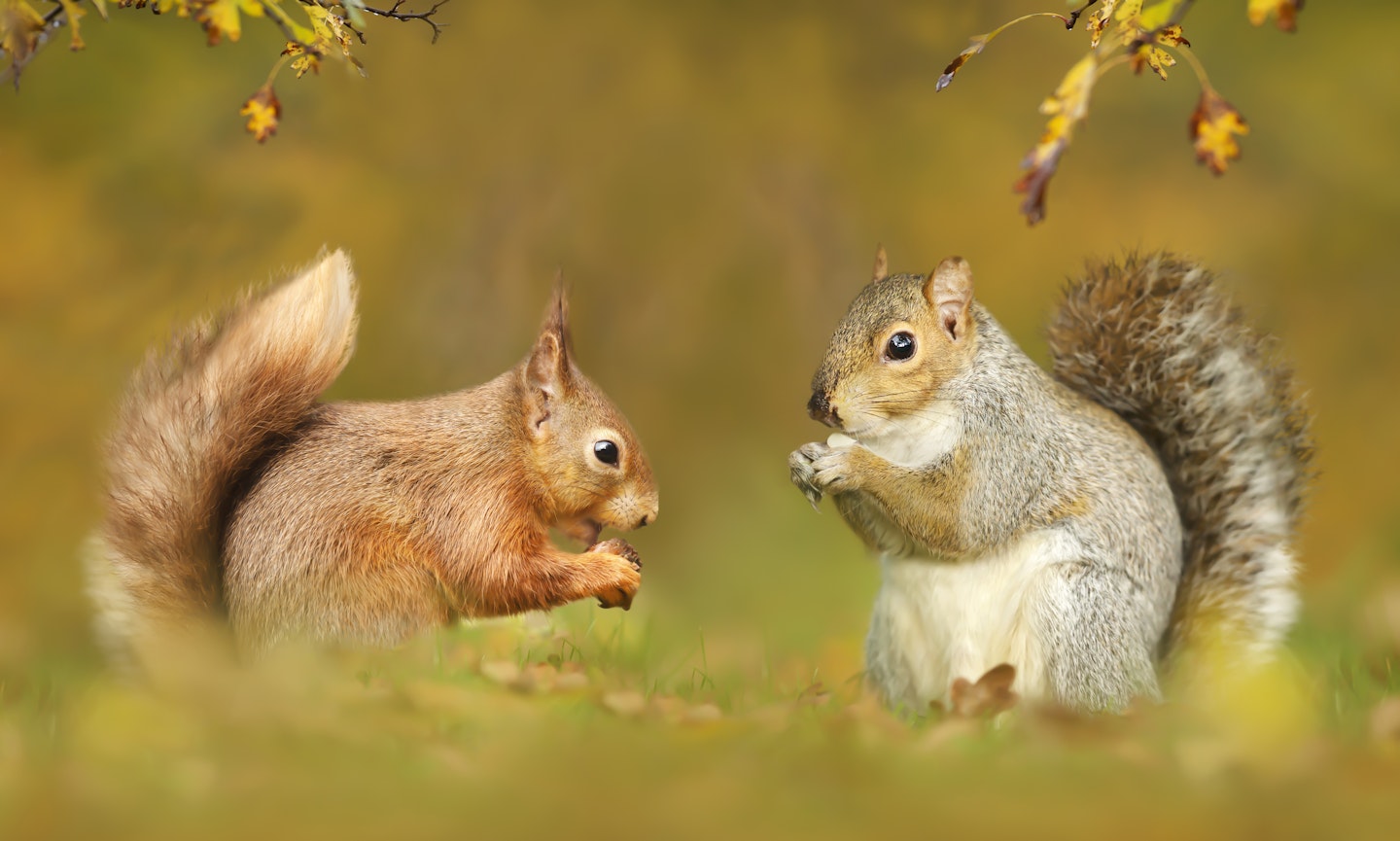 grey and red squirrel