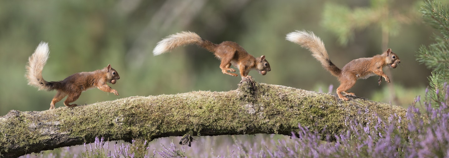 red squirrel mating season