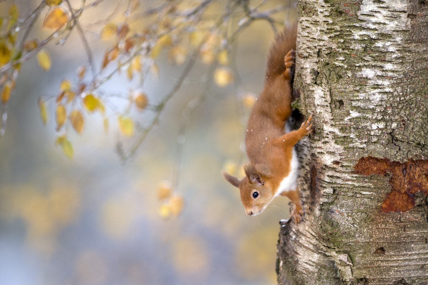 red squirrel on tree