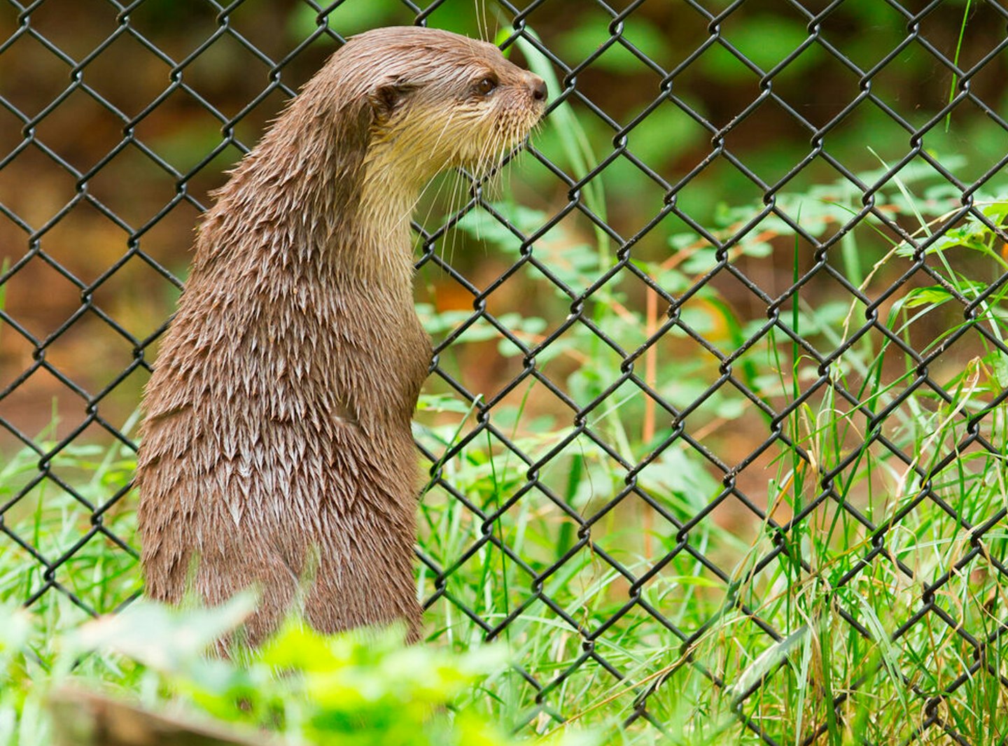 Otter fencing 