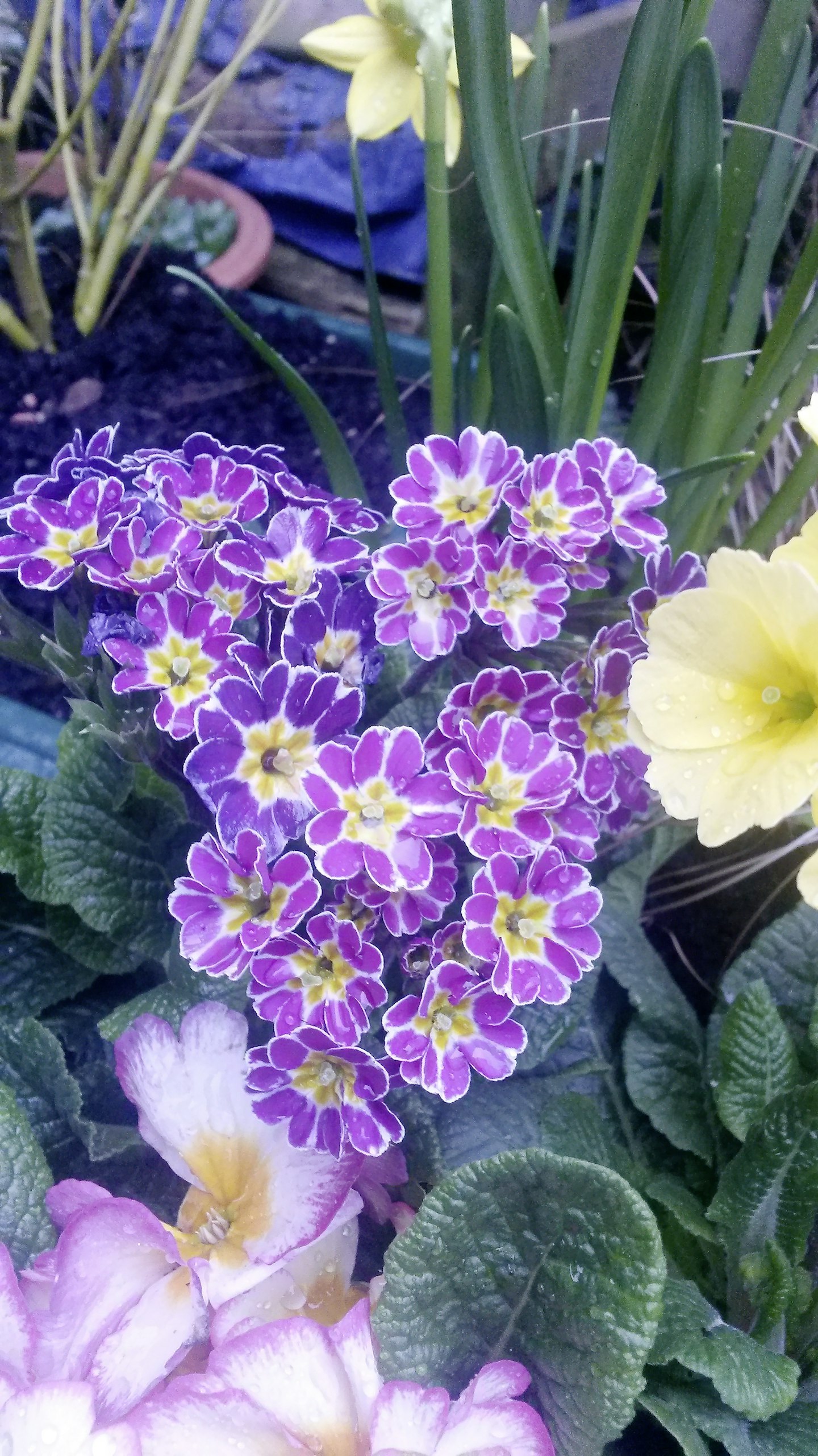 Primula 'Little Queen'