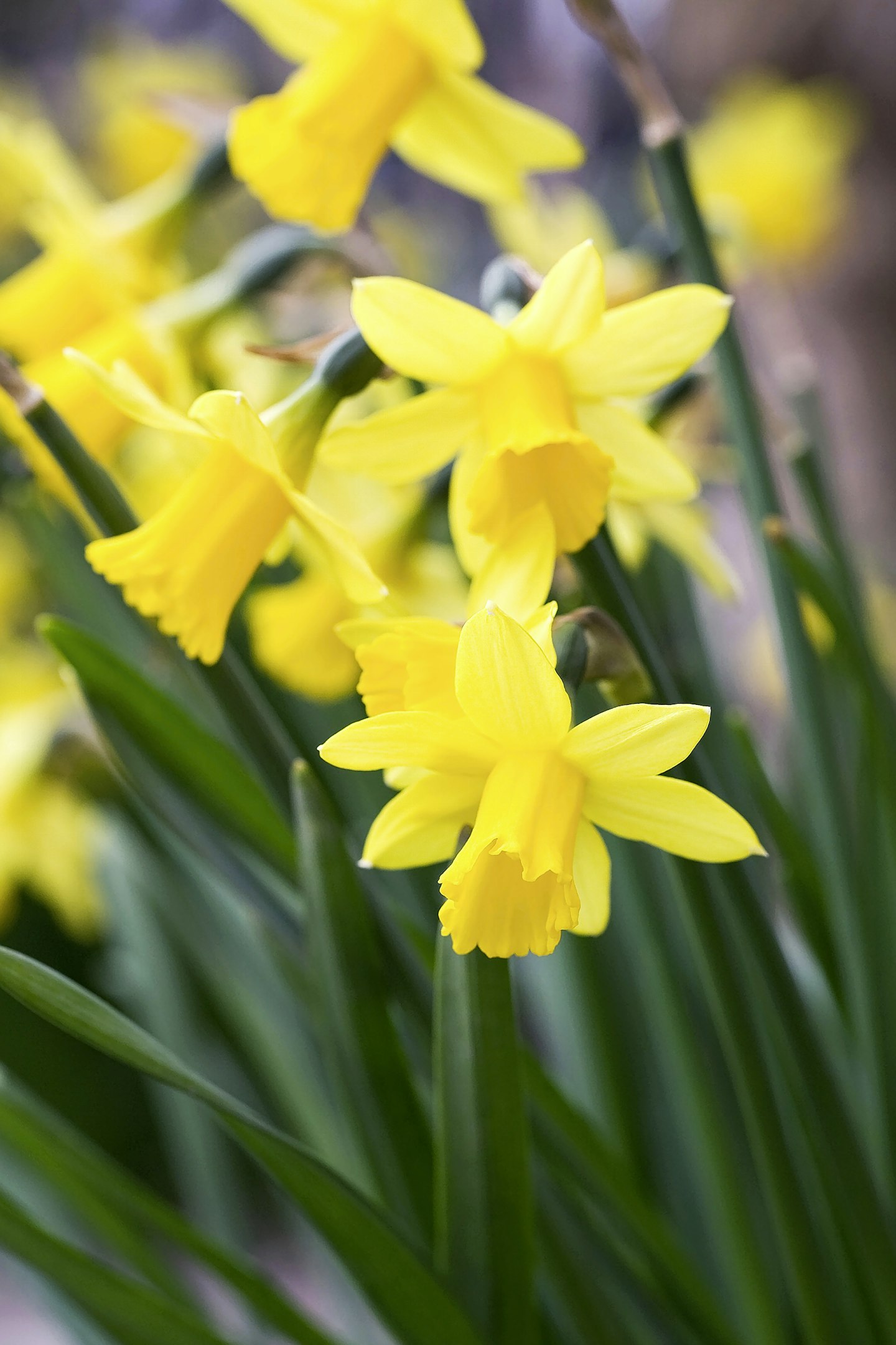 Narcissus 'Tete-a-tete'