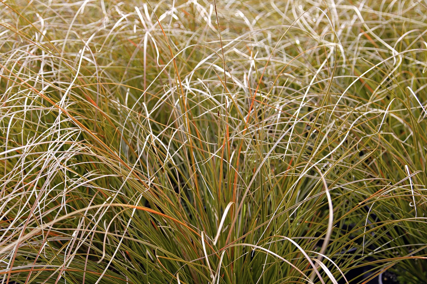 Carex testacea