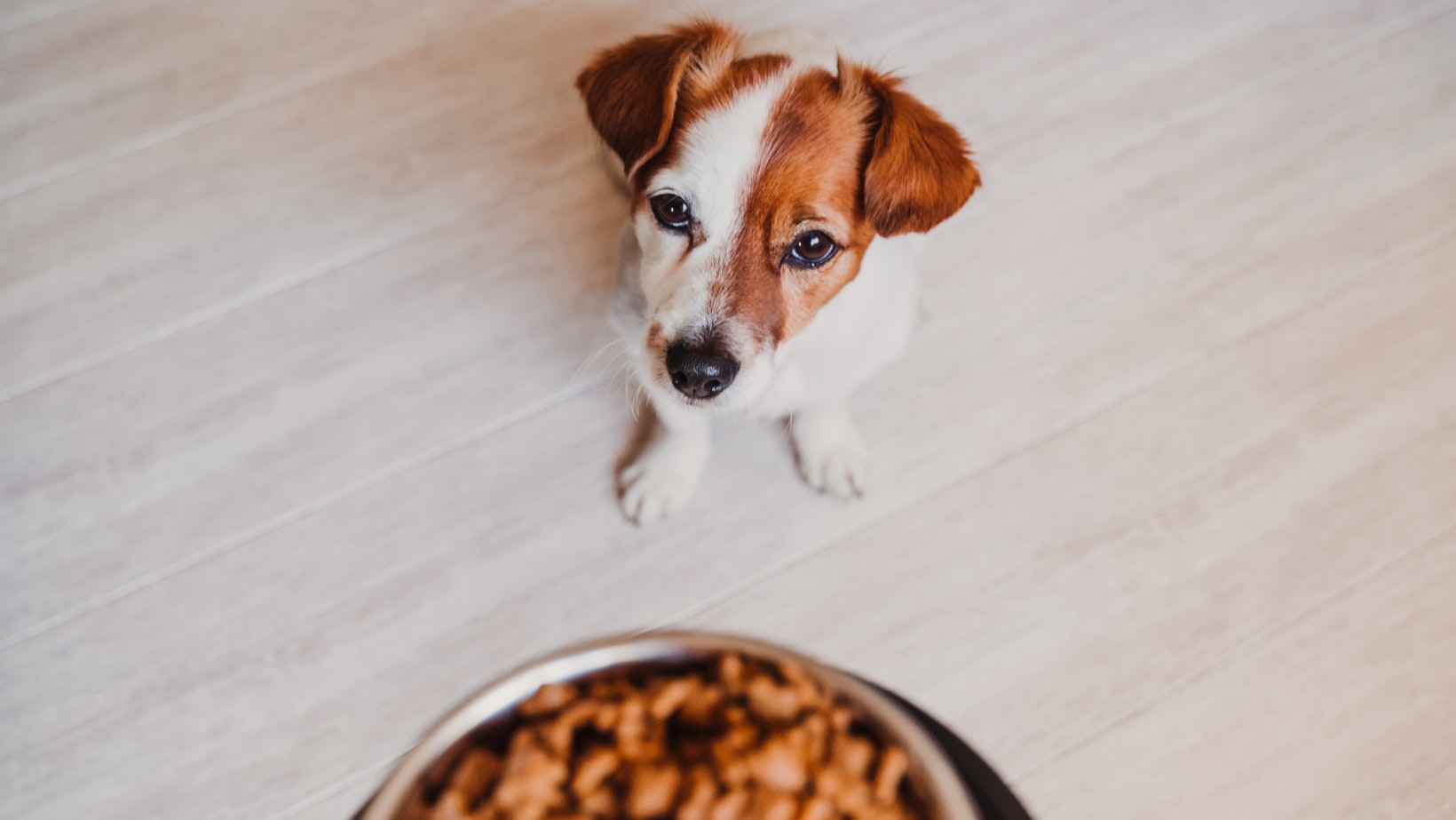 Dog food for fussy dogs uk sale