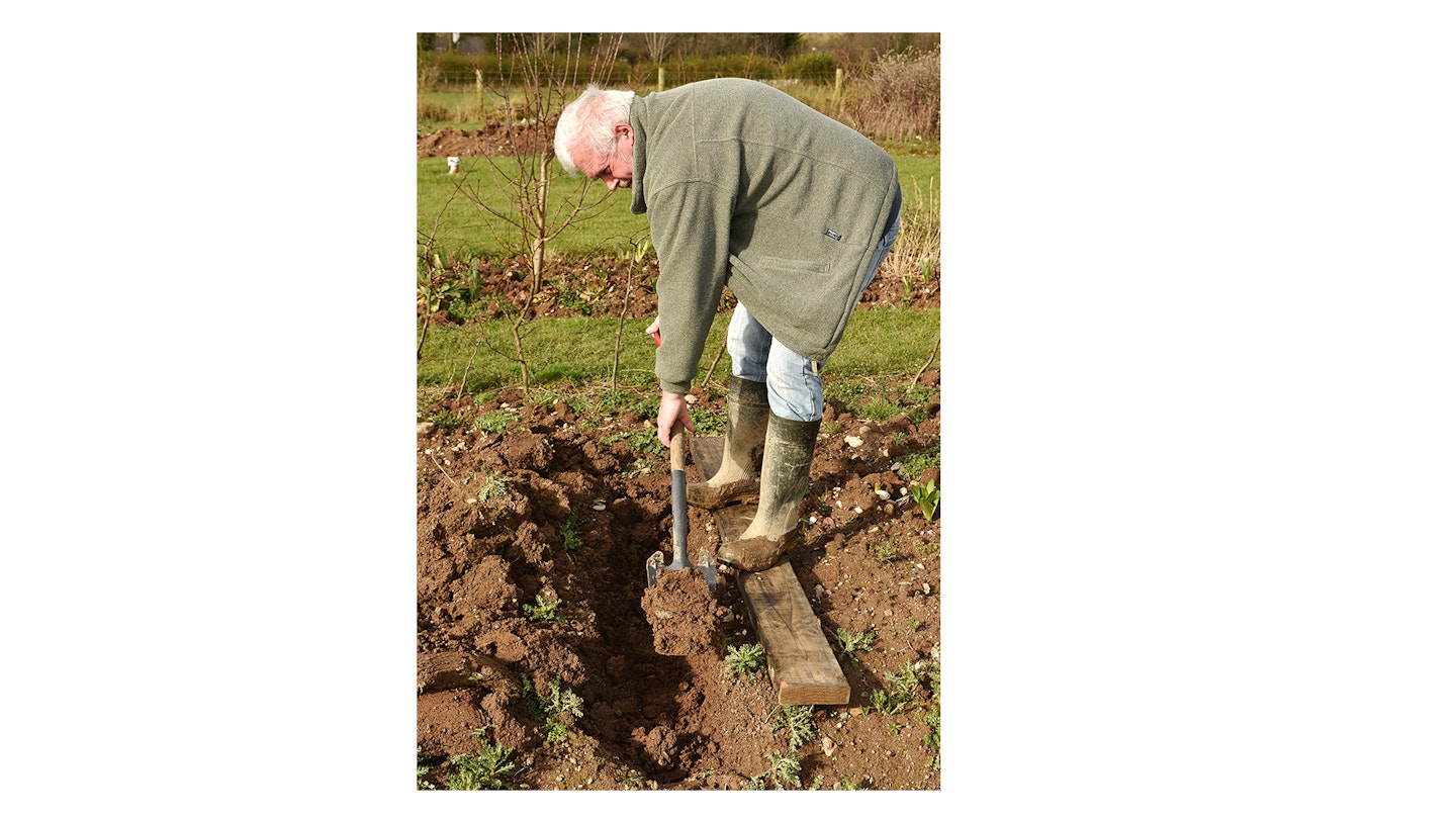 Dig out a trench u2013 growing potatoes involves lots of digging so itu2019s good on new plots to cultivate the soil.