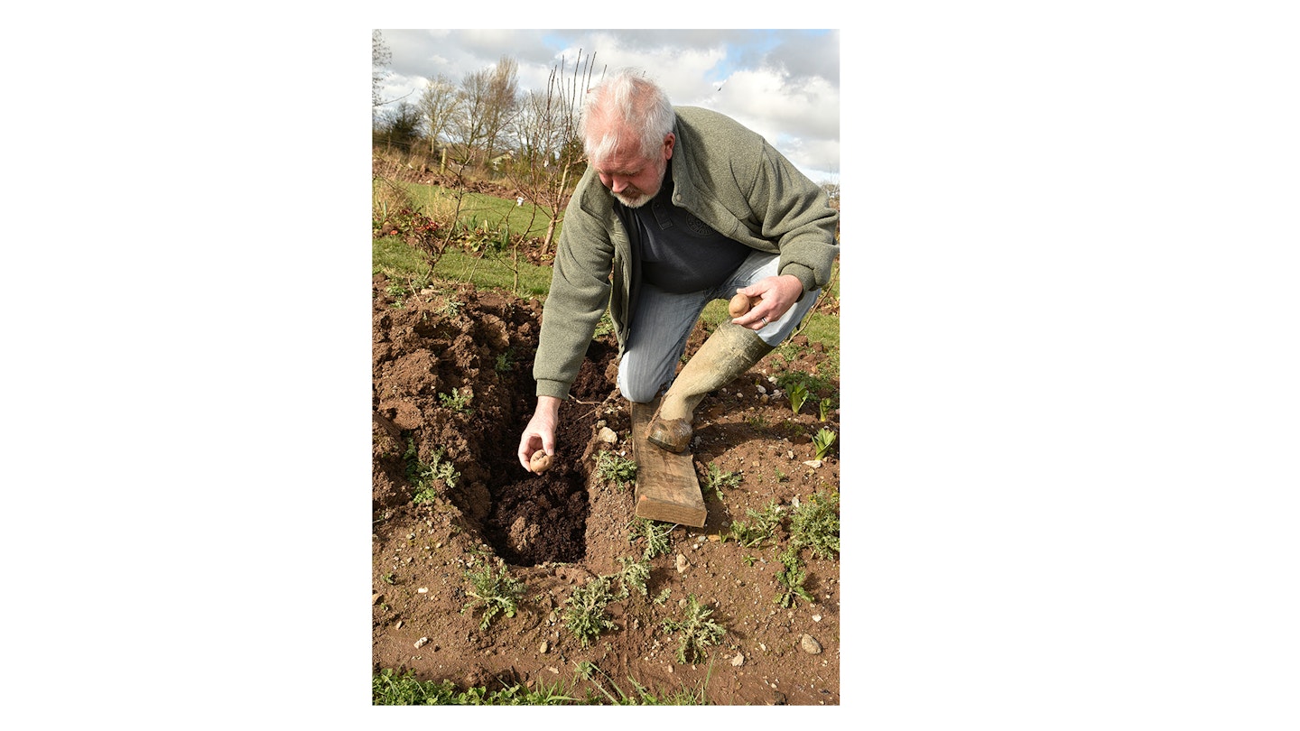 Place the tuber onto the soil, pushing it in. Early potatoes can be planted 40-45cm (1u00bc-1u00bdft) apart.