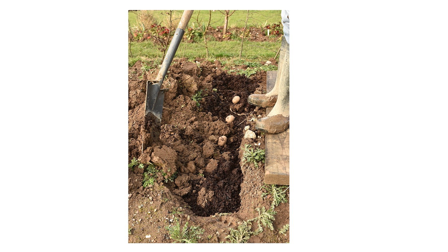 Carefully cover the tubers with soil, and donu2019t break off the shoots. Level the soil surface, ready to earth up later.