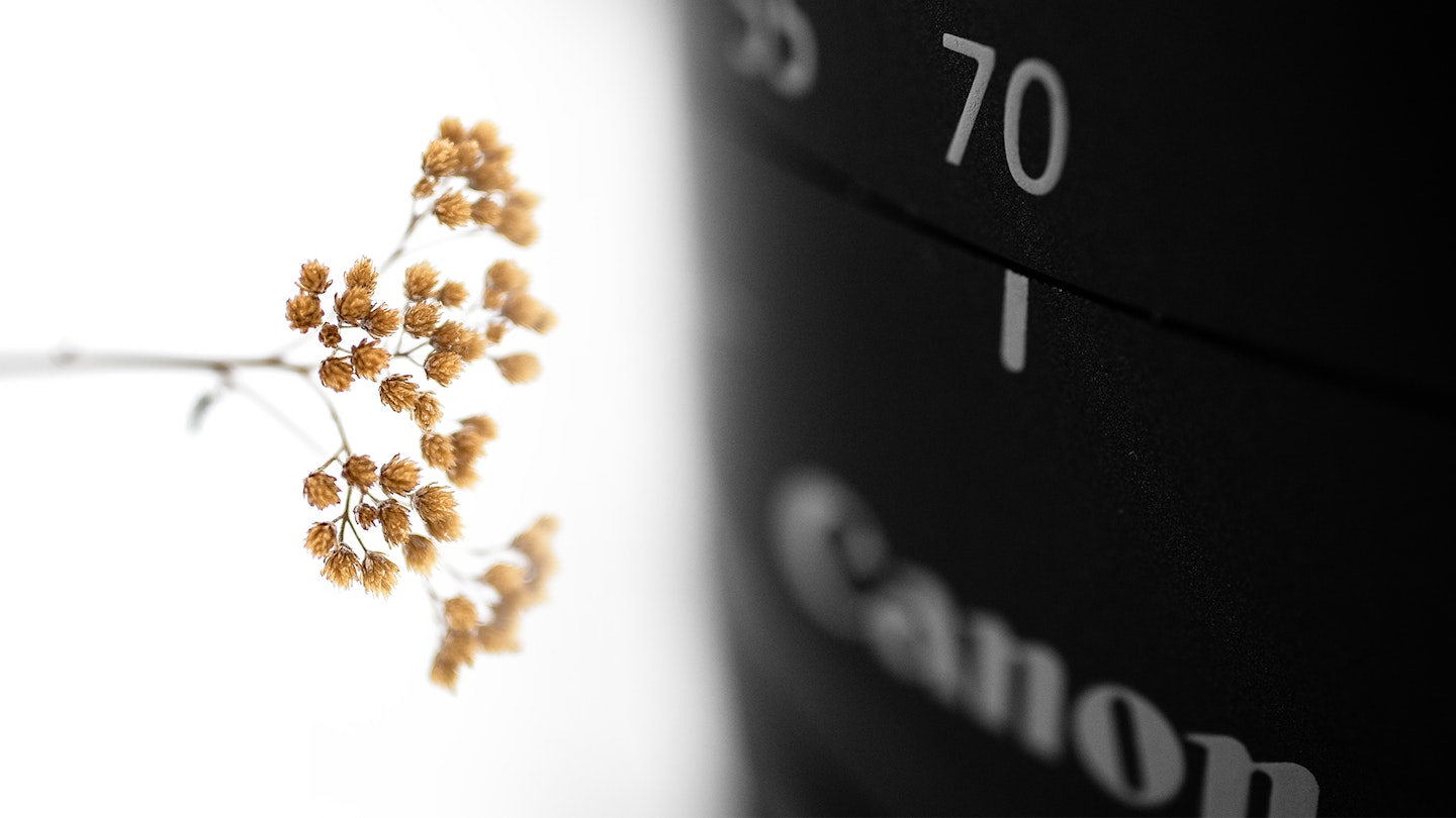Macro shot of dried flowers with a white backdrop and macro canon lens to the right 