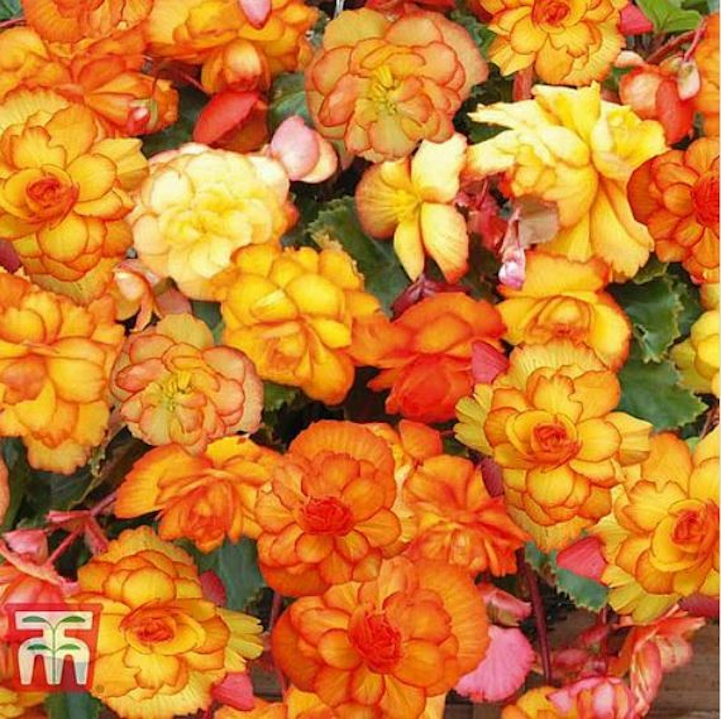 Begonia "Cascading Fireball" Pack of 10