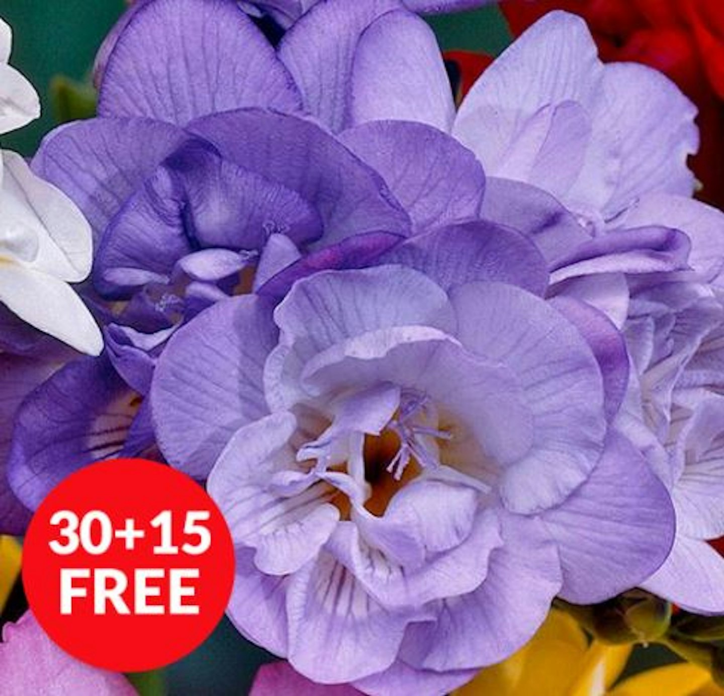 Freesia Giant Double Blue - Pack of 45