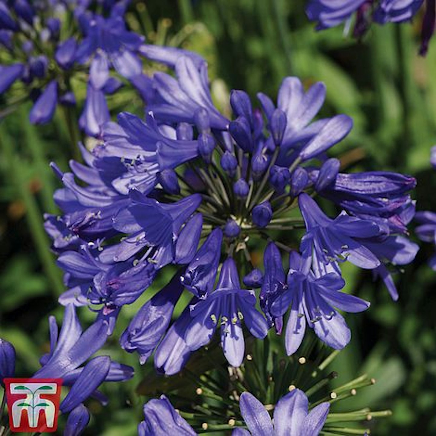 Agapanthus "Ever Sapphire" - Pack of 2