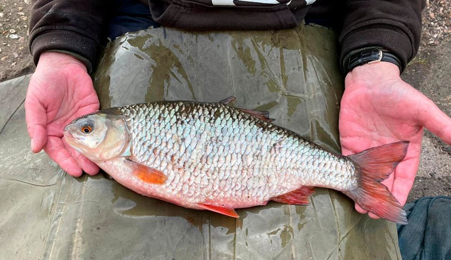 It’s the second-largest roach ever landed from a river