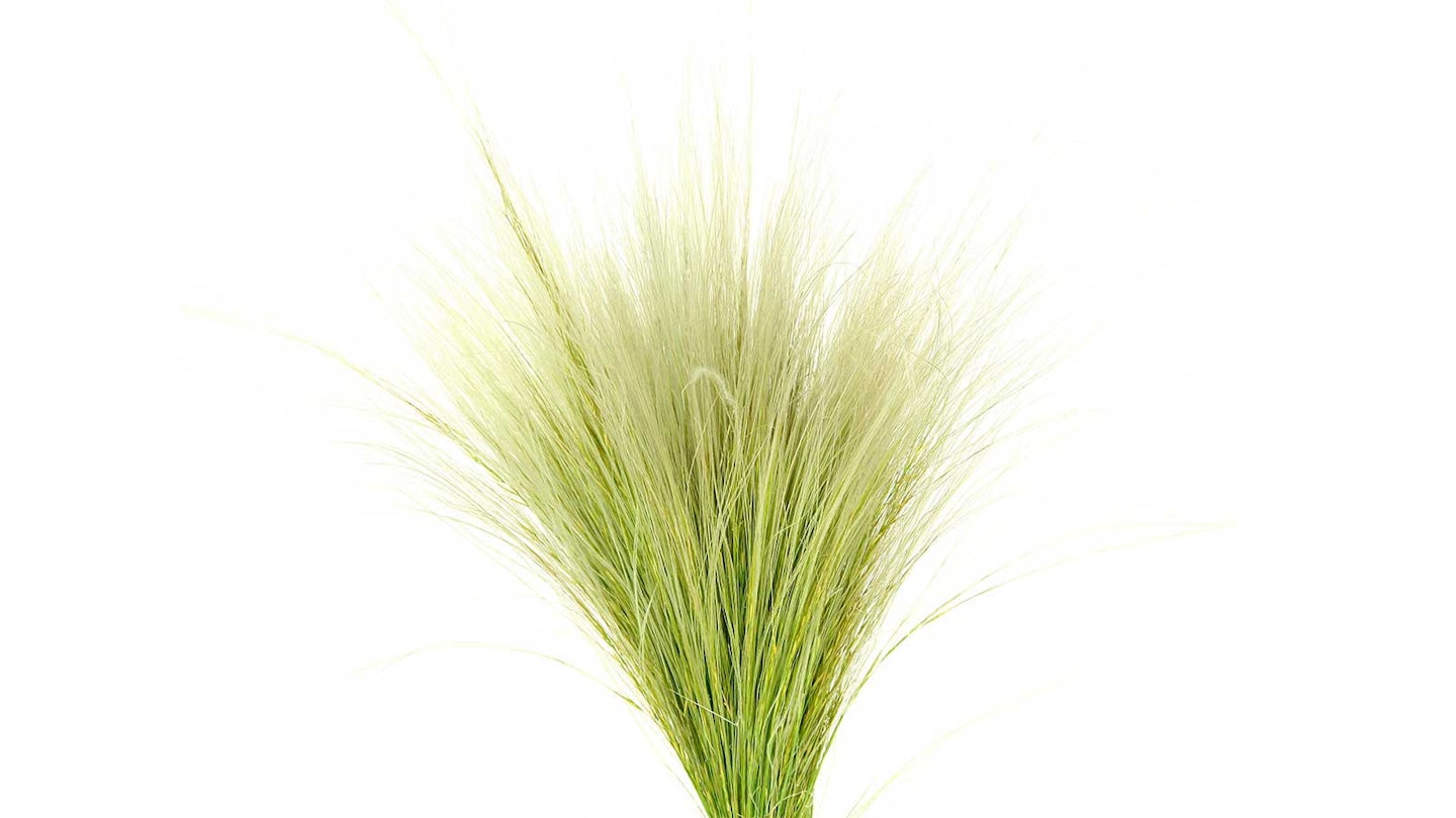 wispy green feather grass