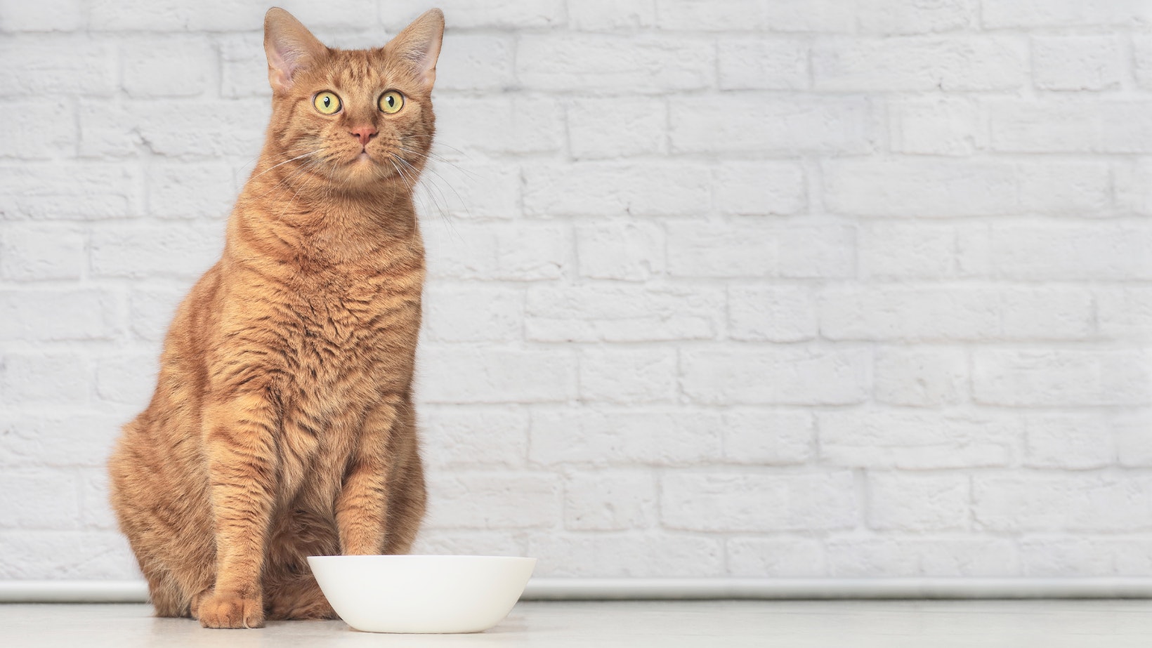 The Best Cat Food UK the-best-cat-food-uk