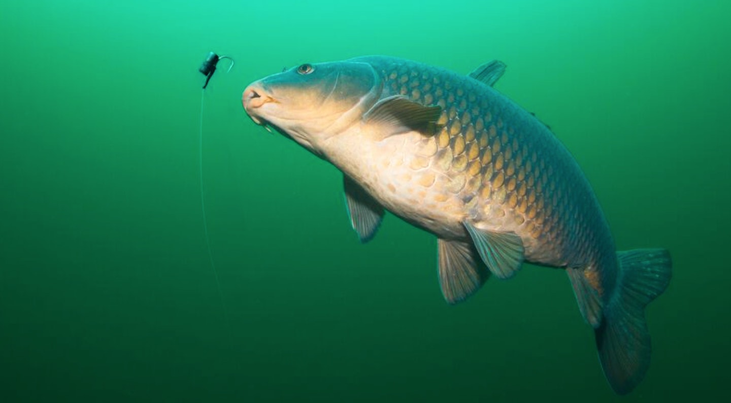 How long should you leave zig rigs out for?