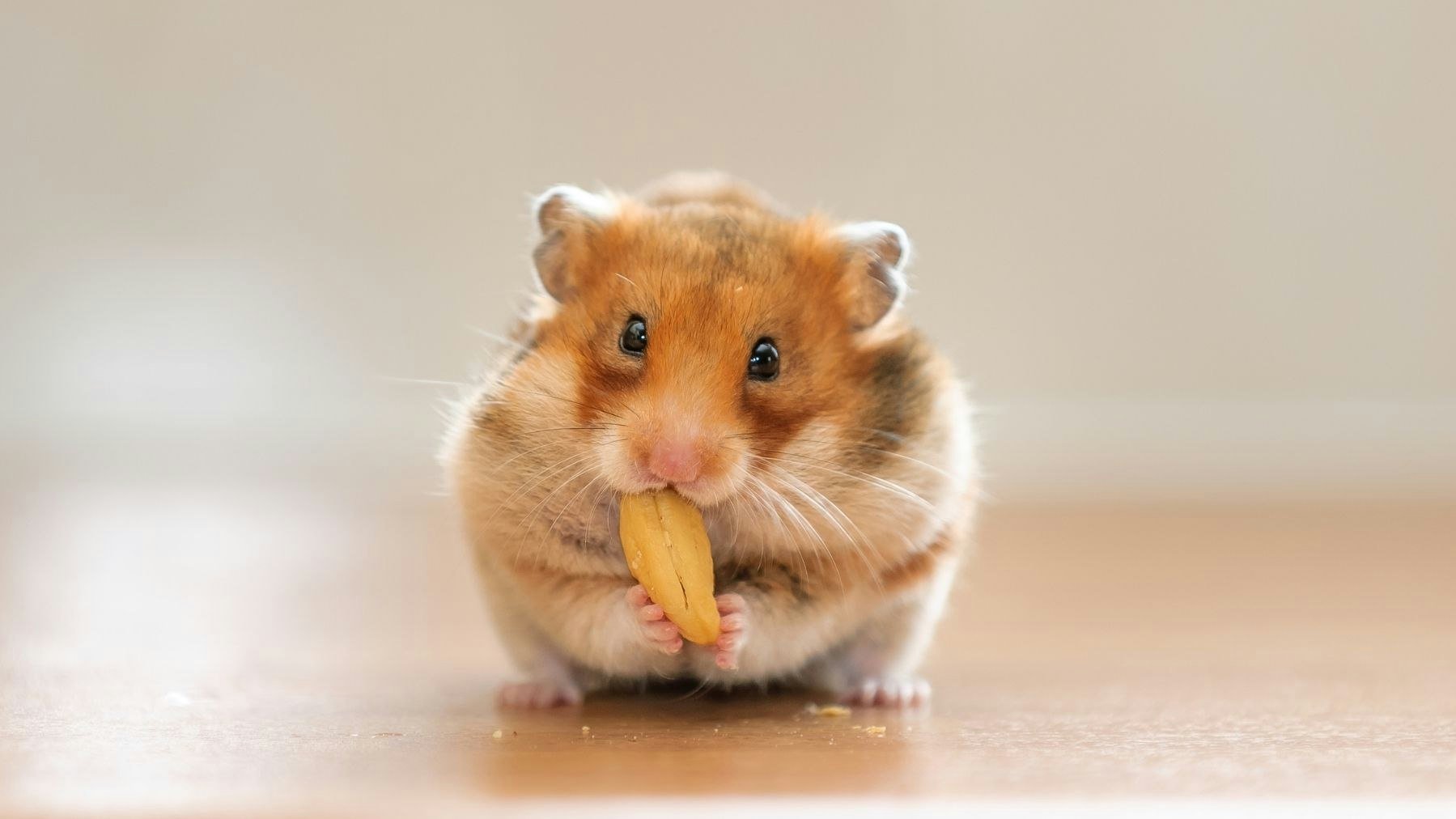The Best Hamster Food UK