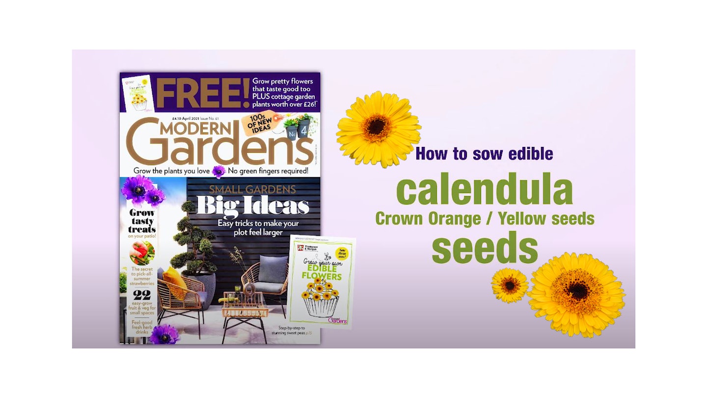 How to sow Calendula seeds