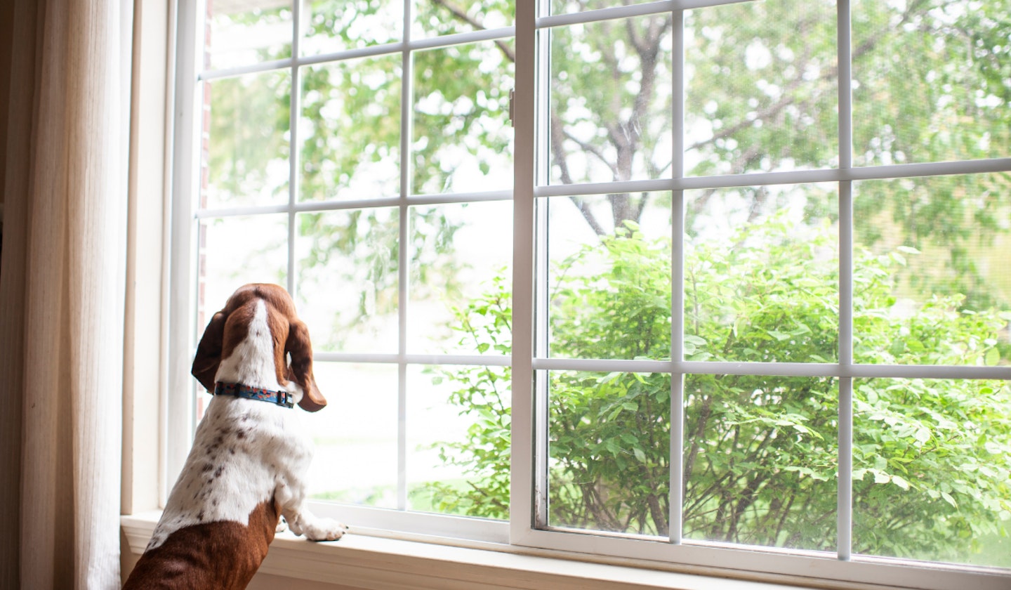Separation anxiety in dogs
