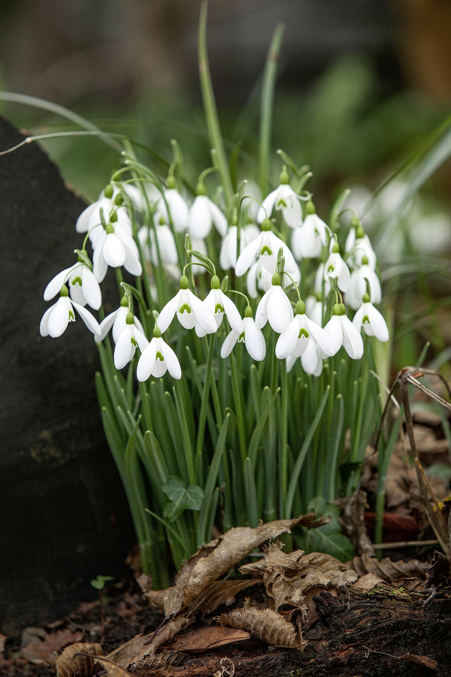 Galanthus nivalis