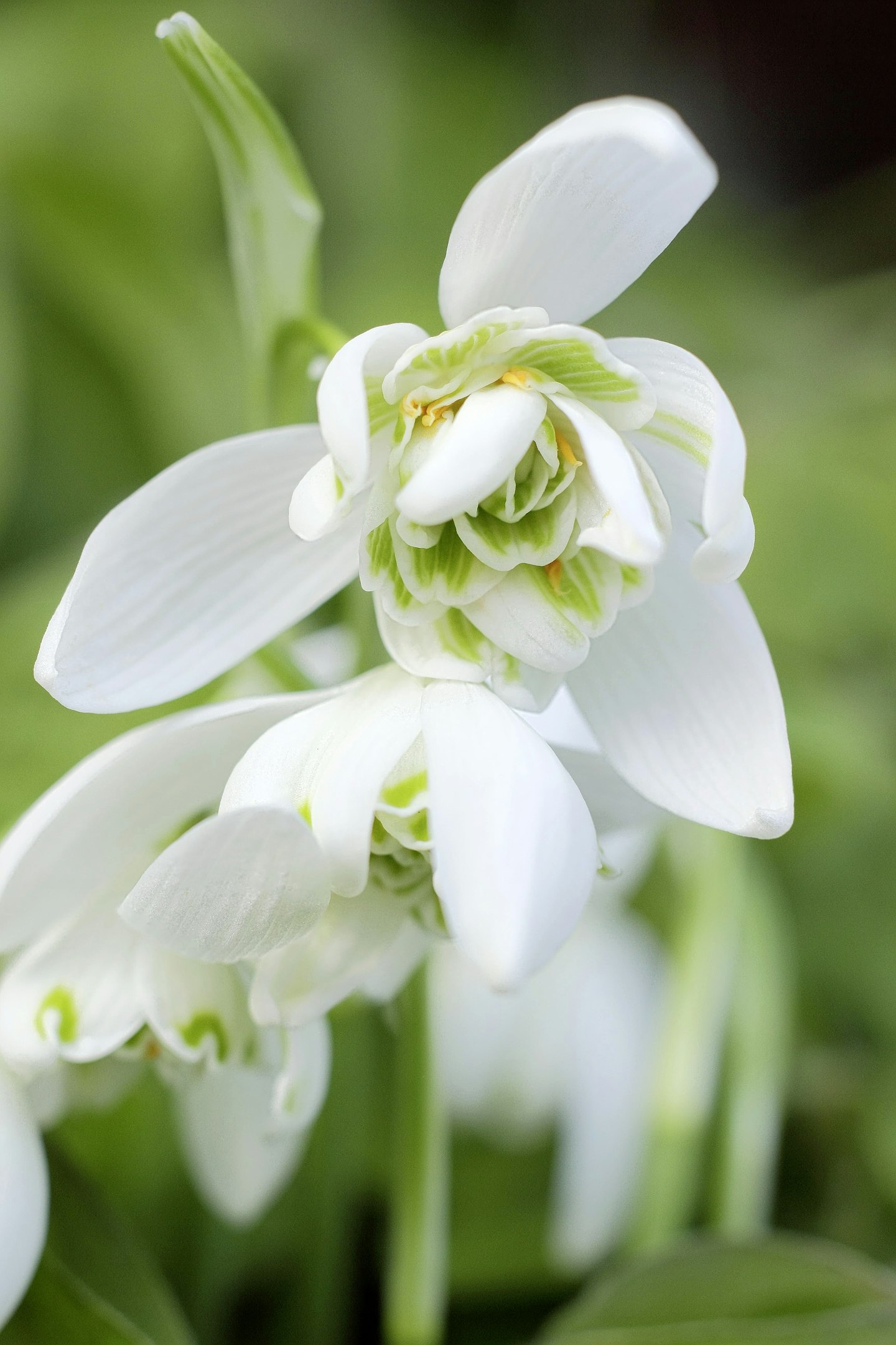 Galanthus u2018Flore Plenou2019