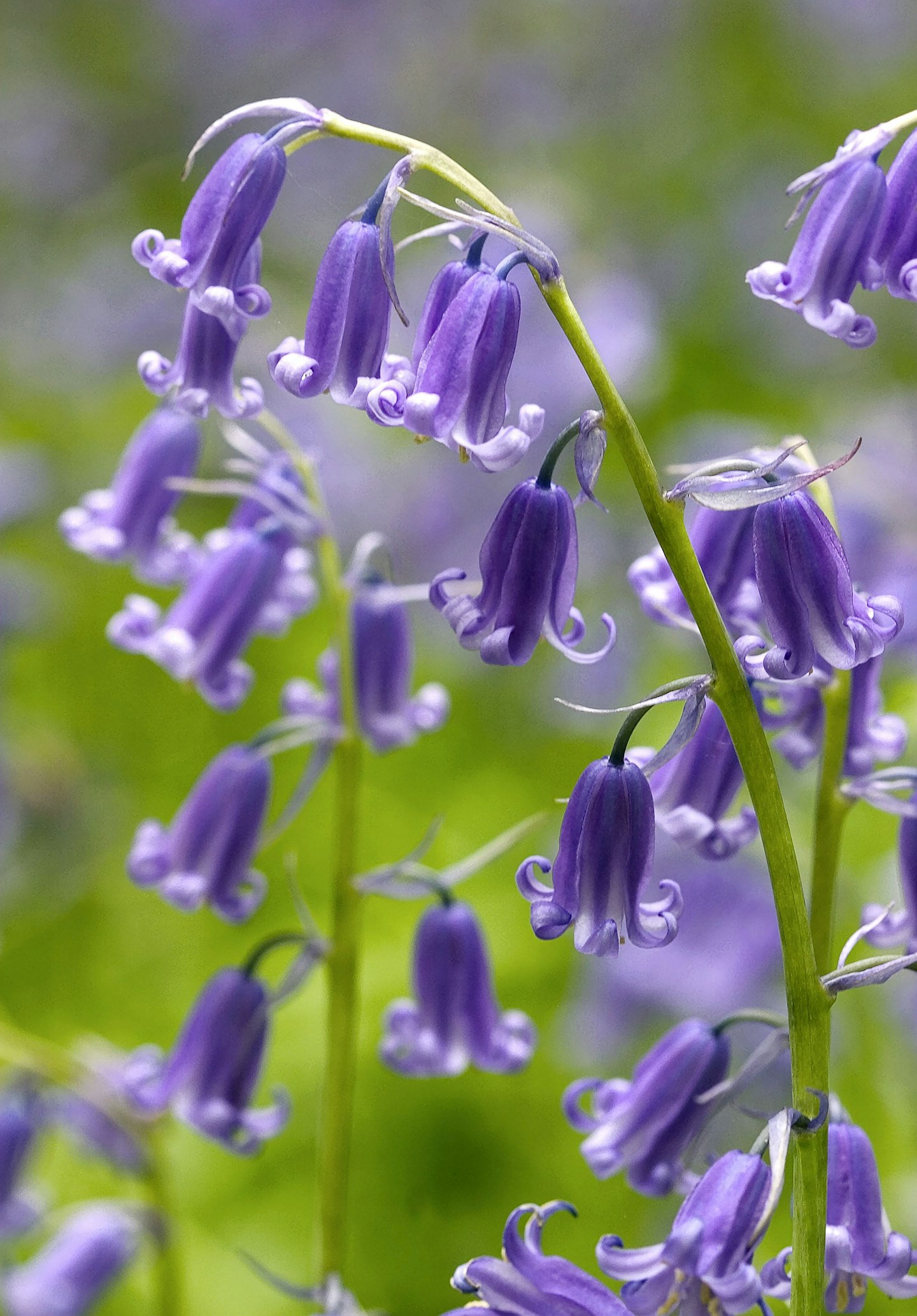 Bluebells