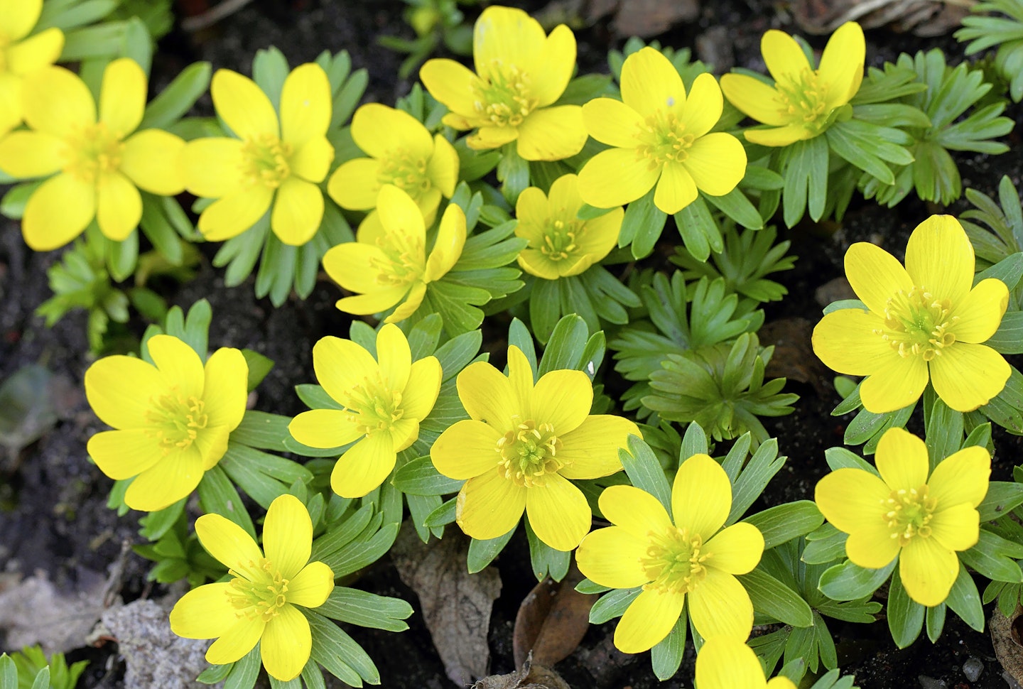 Winter aconites