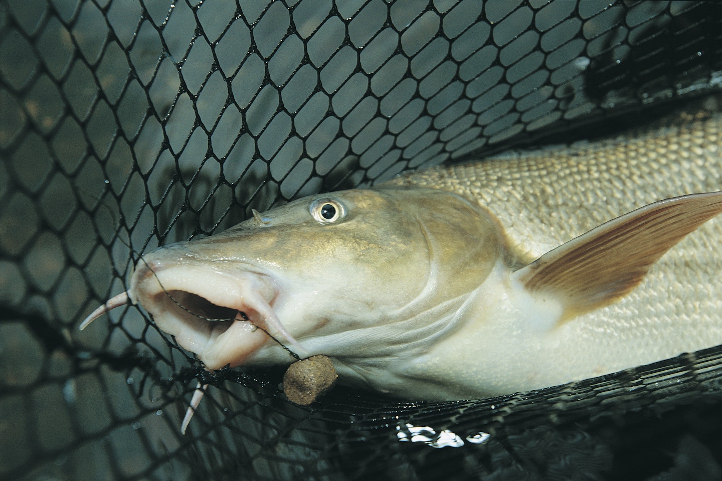 There is evidence otters have played a part in the demise of barbel on some rivers 