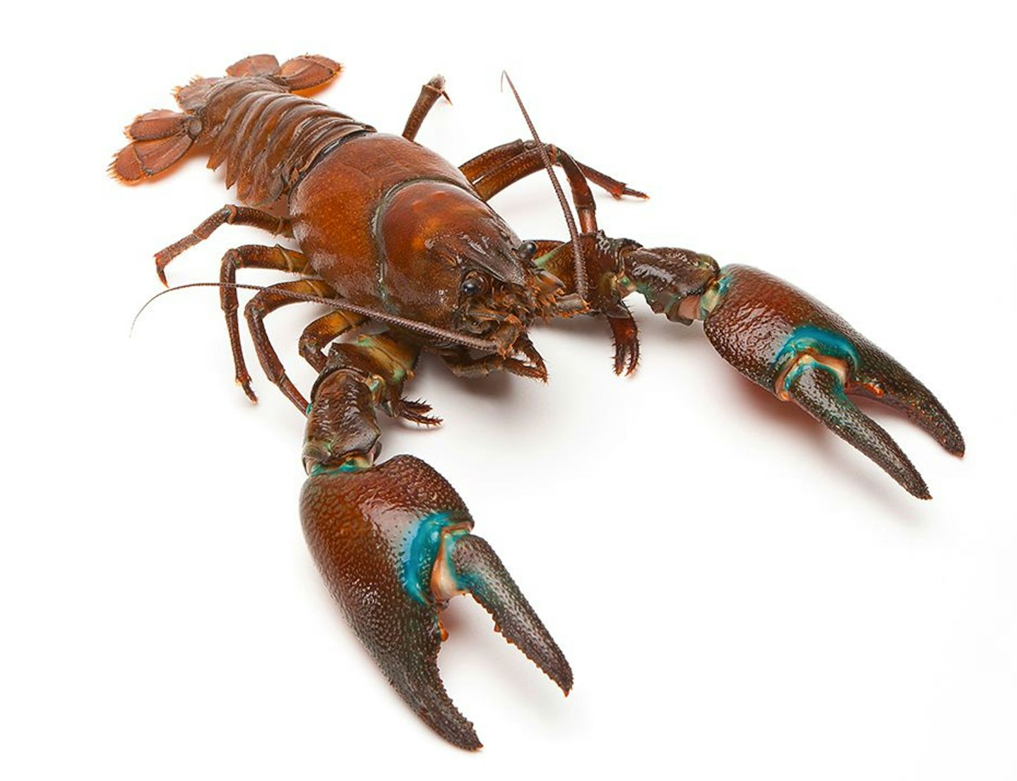 Could otters be our last defence against signal crayfish?