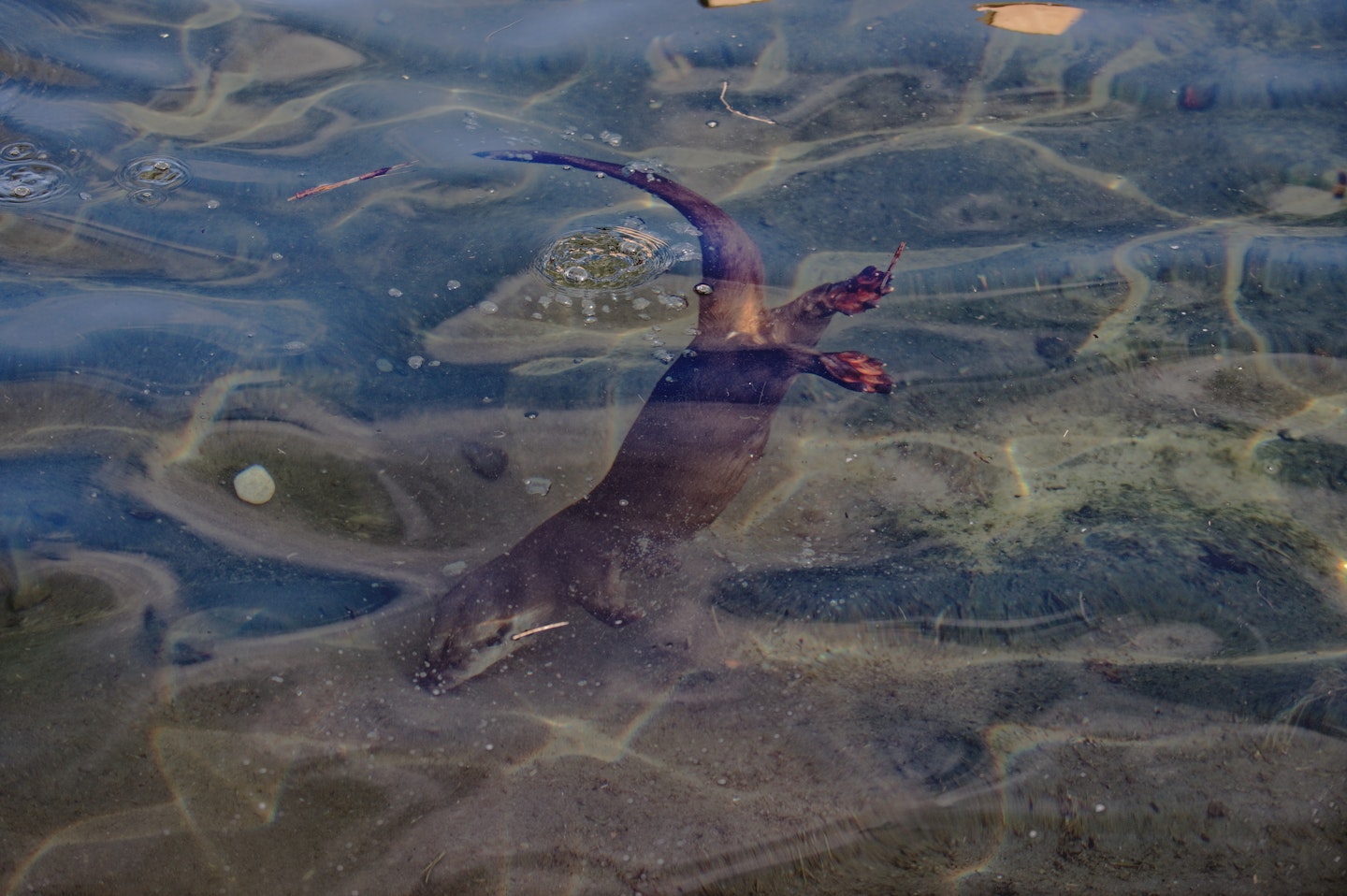 “Otters are typically stone turners”