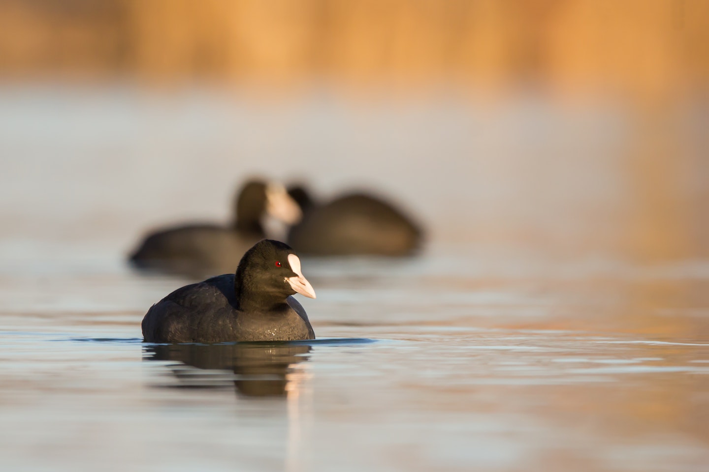 Coots and birds make up 41% of otter diet in some areas