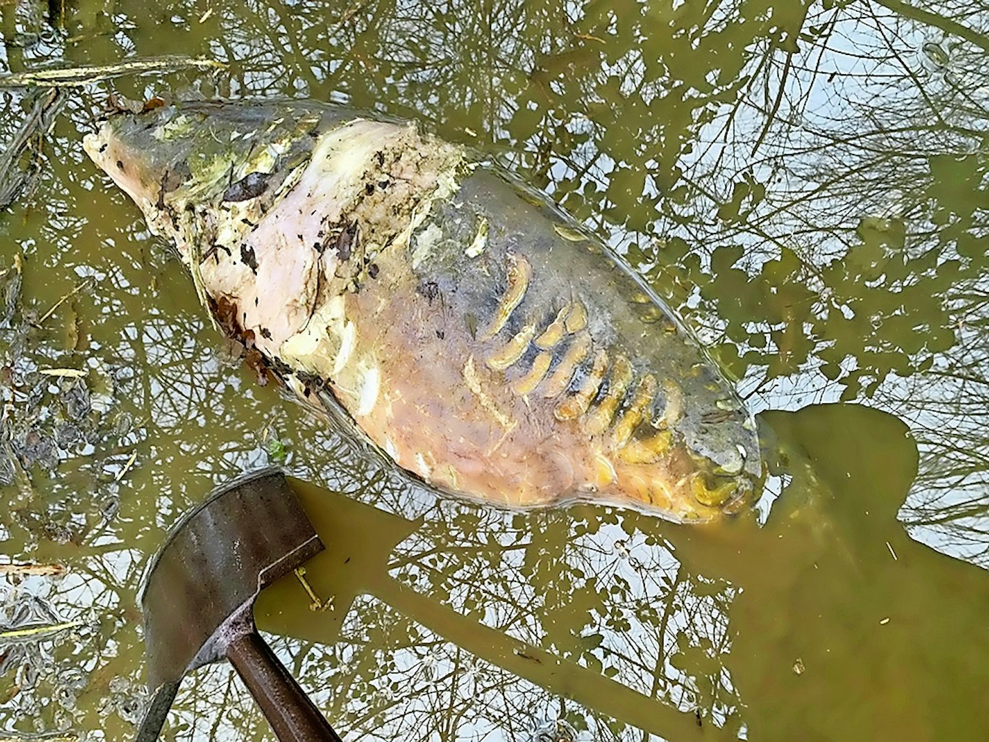 "This is not to trivialise the loss of large fish and is of little consolation to anglers or fishery owners if high-value fish are taken"