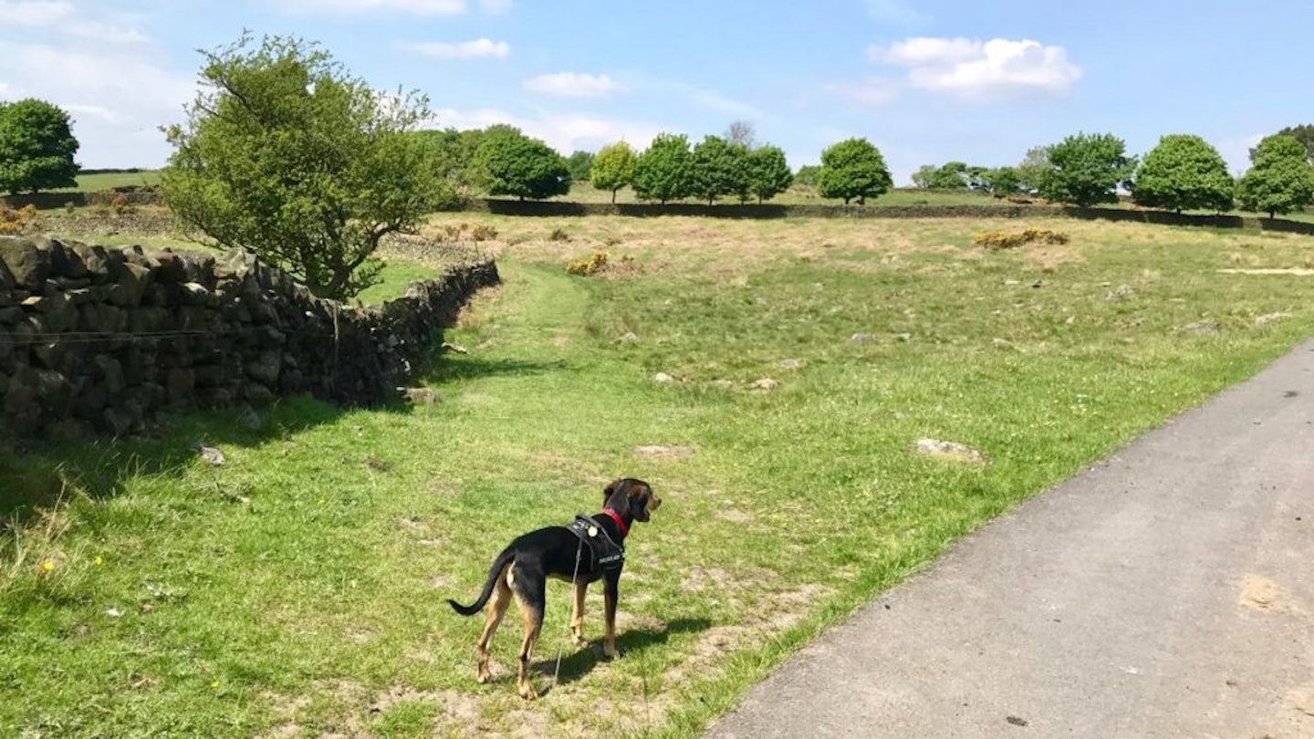 Hathersage Dog Walk, Peak District