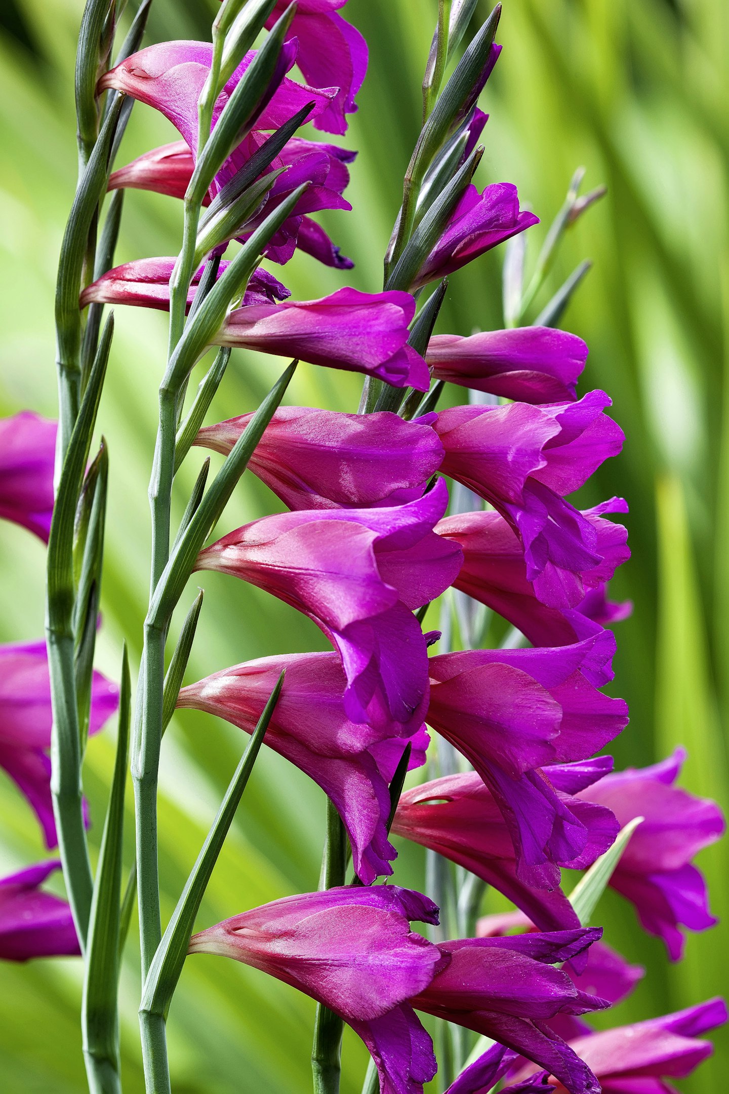 Gladiolus communis