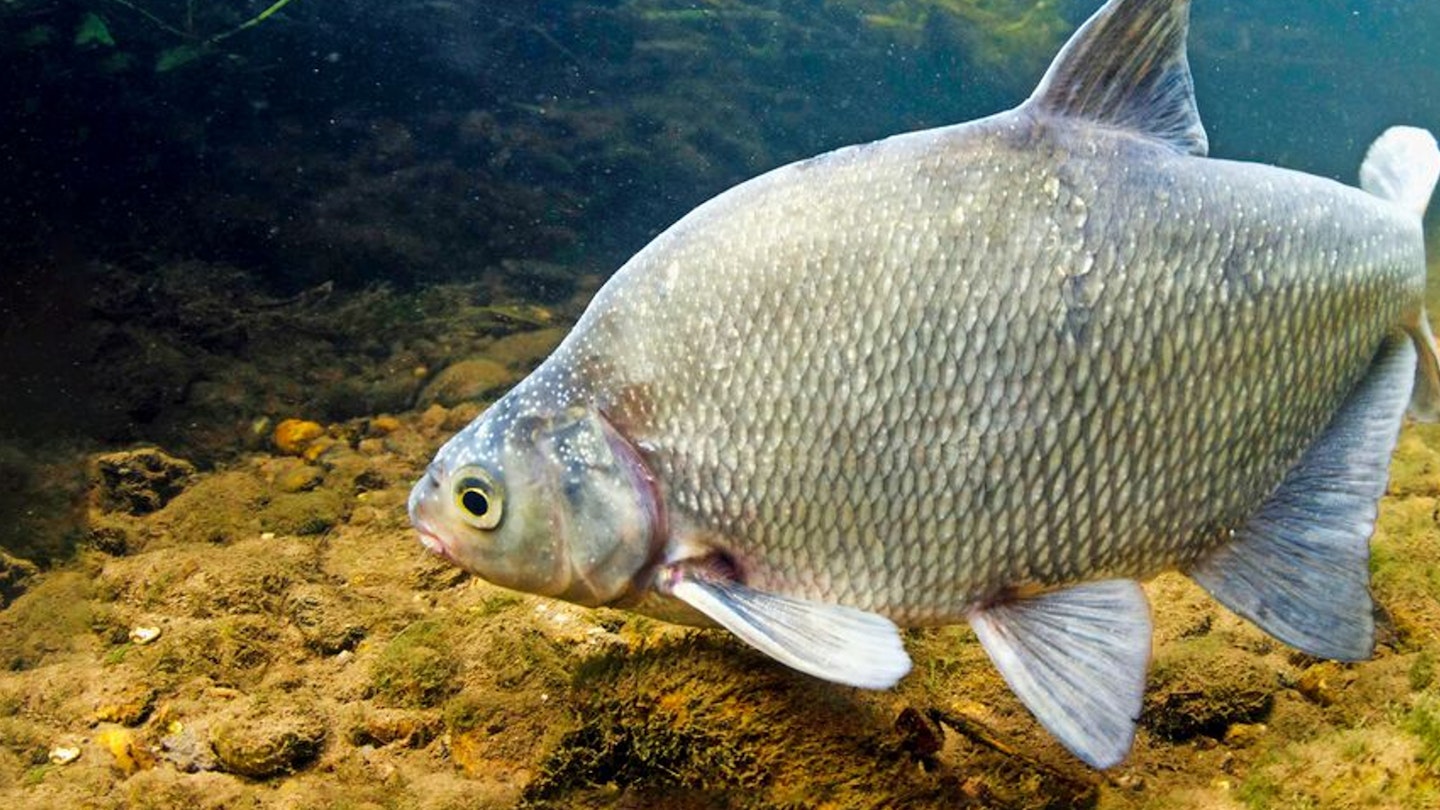 How to catch commercial bream
