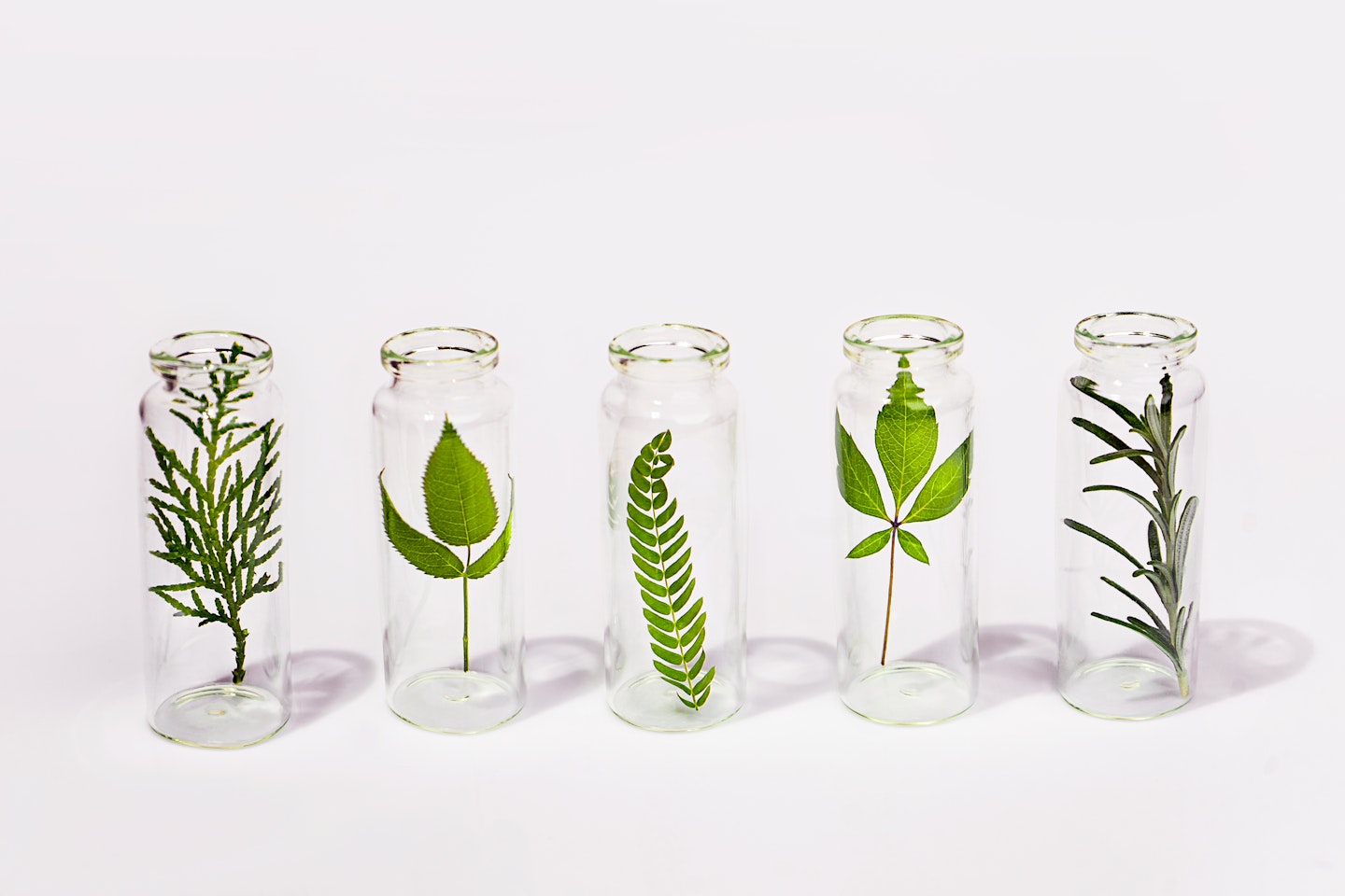 Leave plants growing in tall jars
