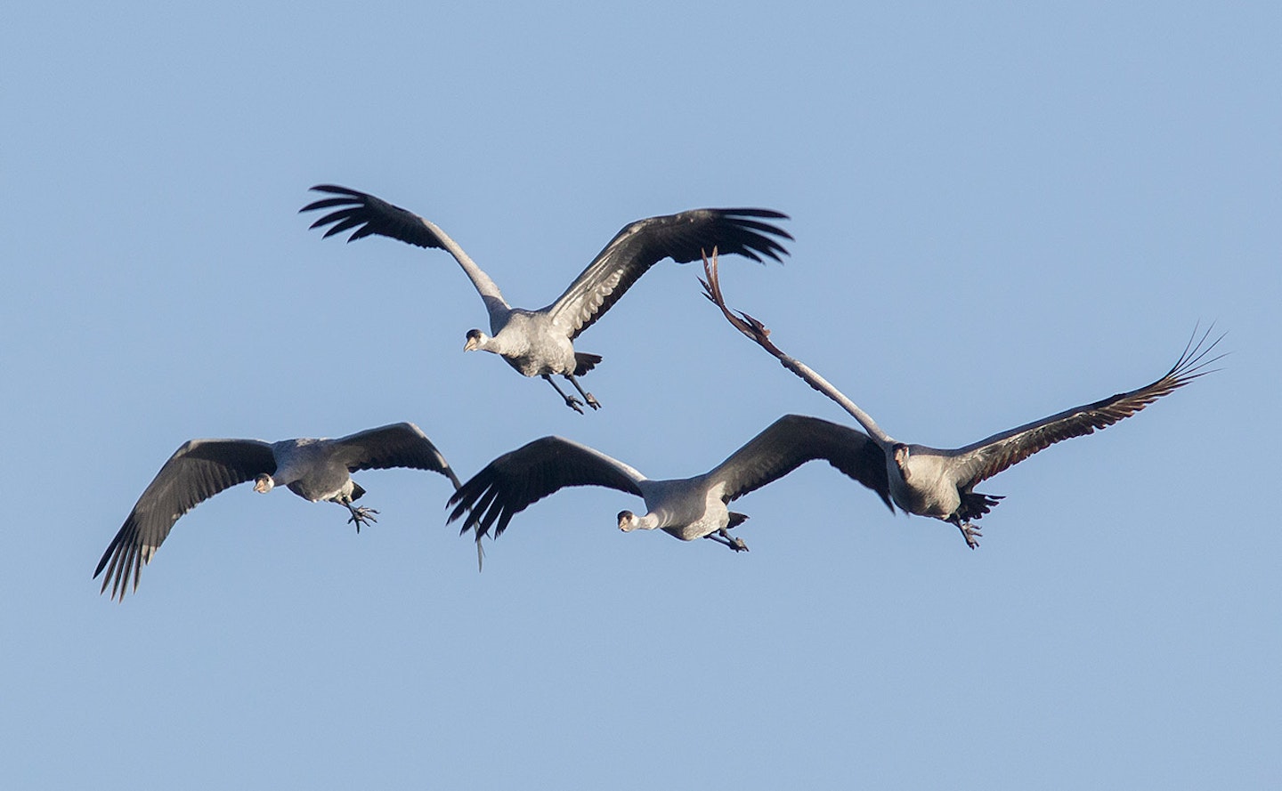 Cranes