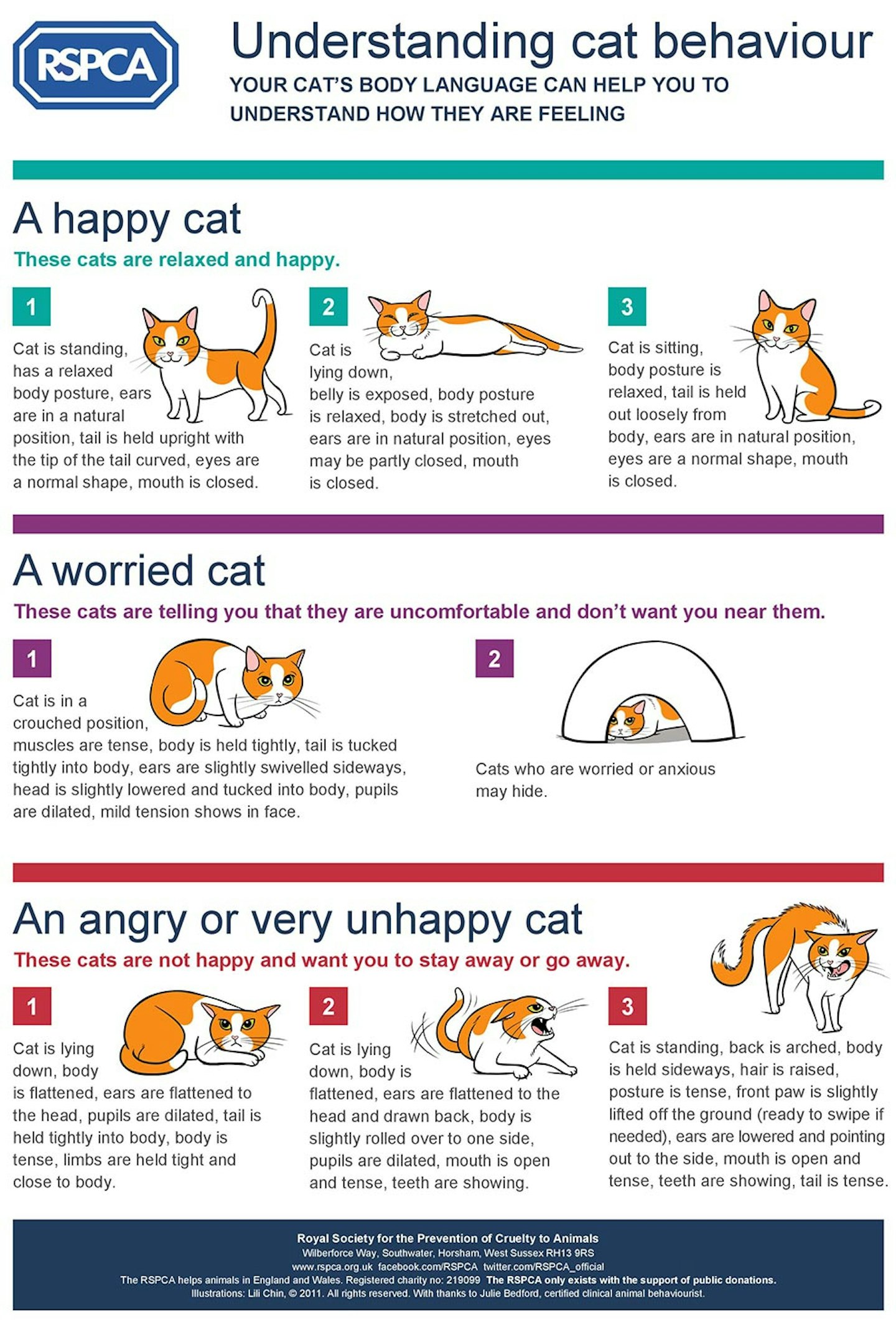 rspca cat infographic