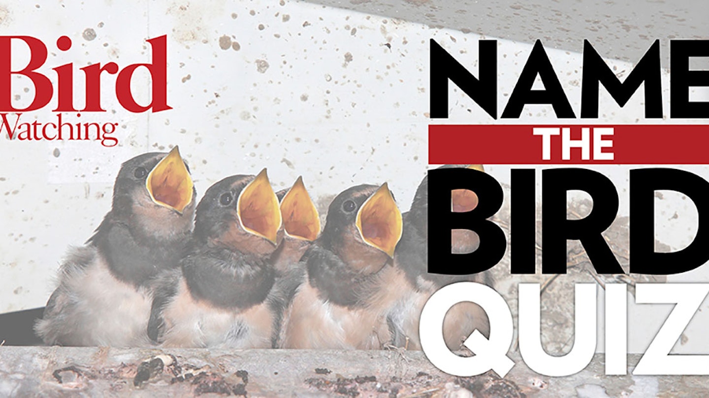 Name The Bird Quiz Easter