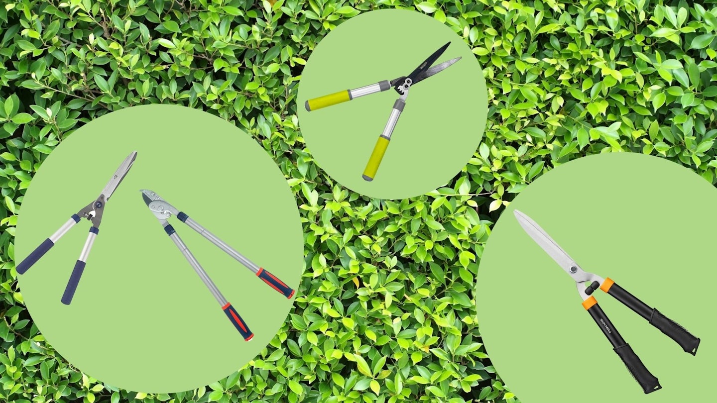 Green hedge background with the best garden shears