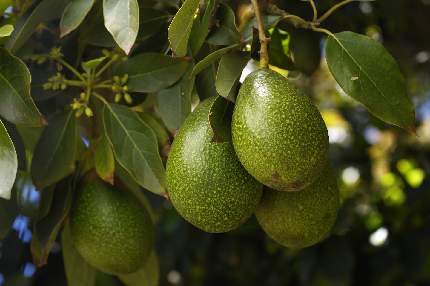Avocado tree bearing fruit