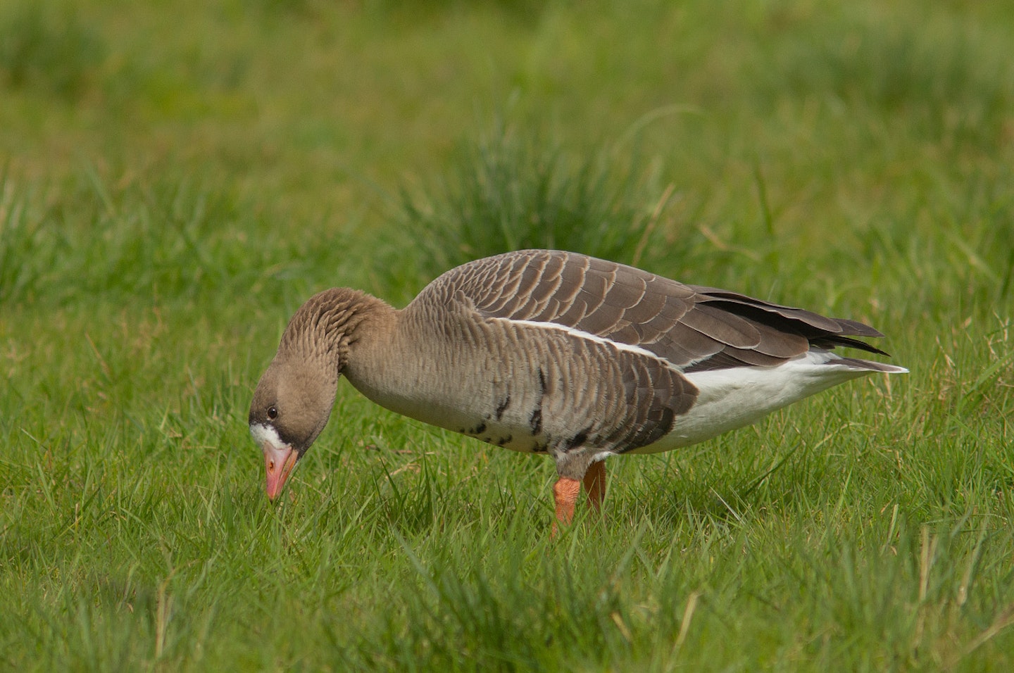 White-fronted Goose