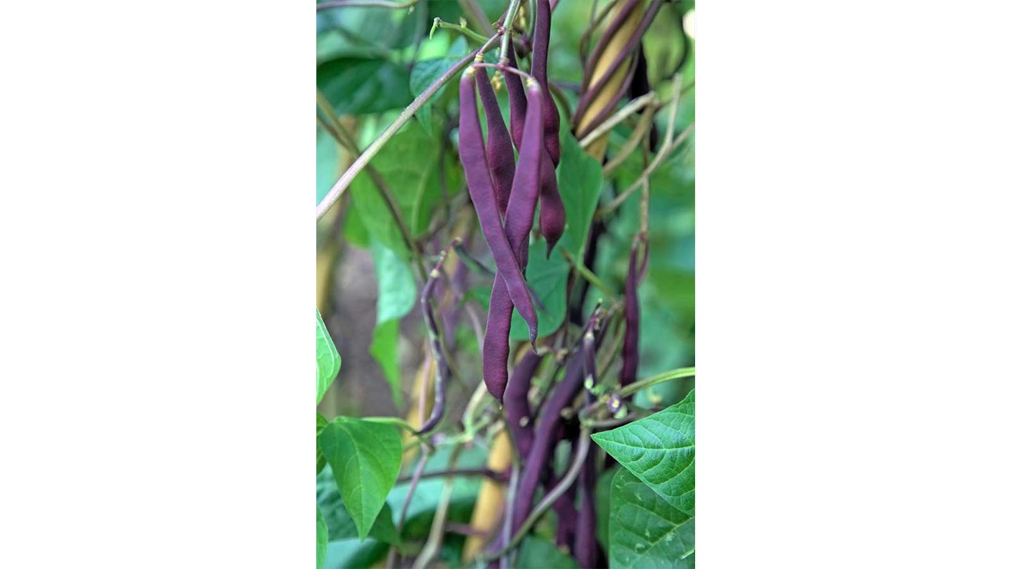 purple French beans