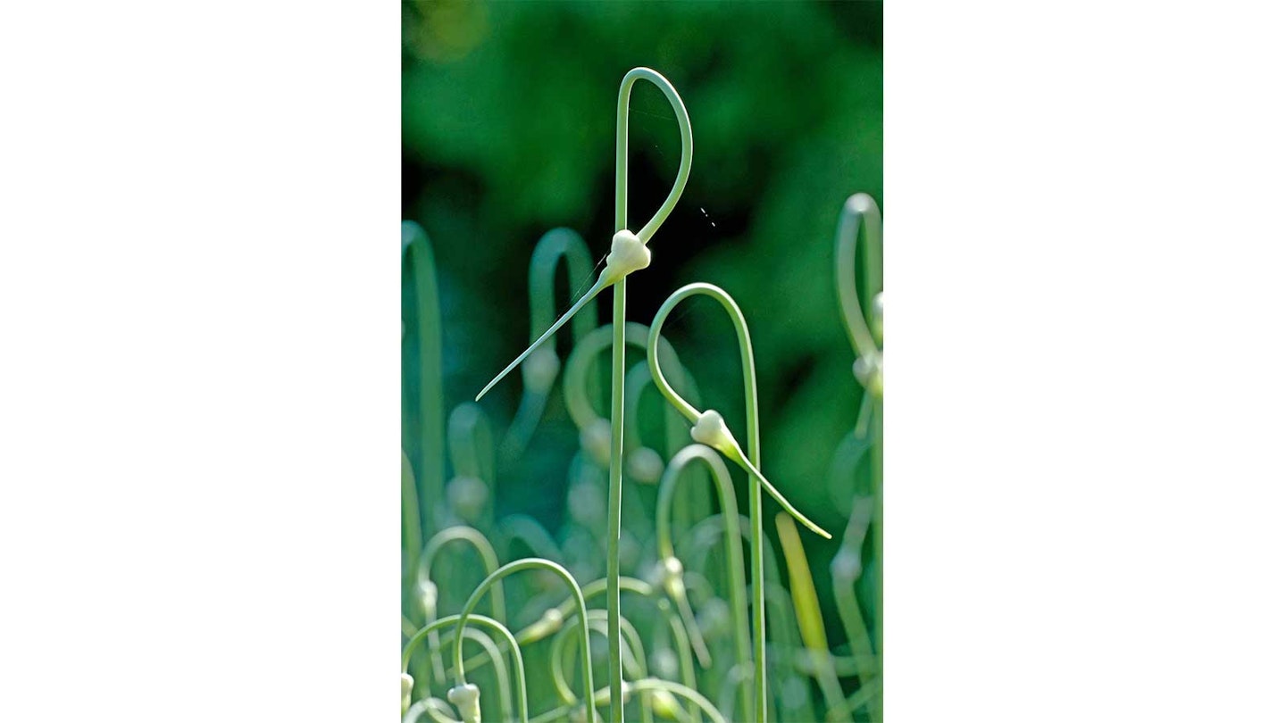 garlic plant