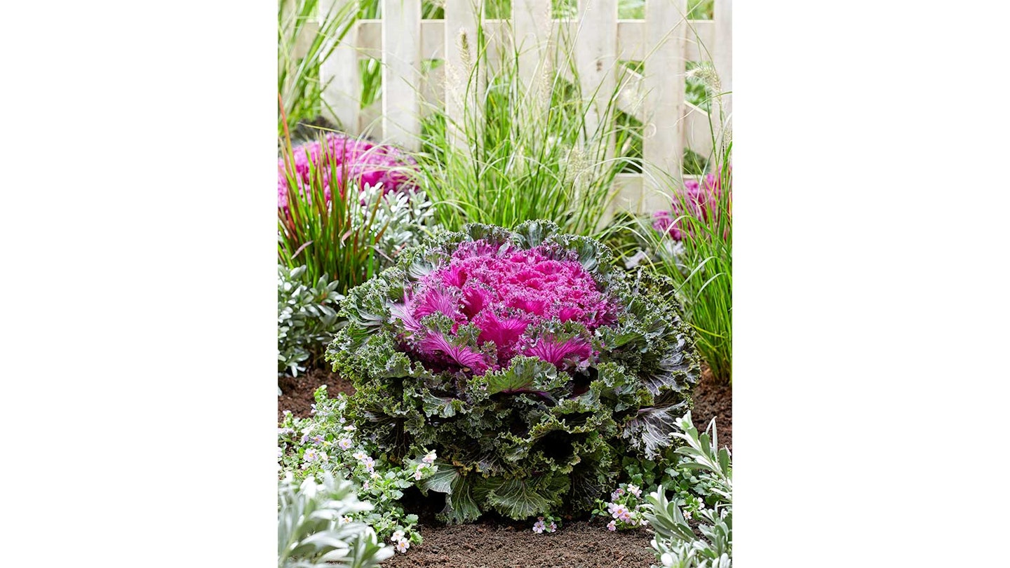 purple kale in garden with white fence